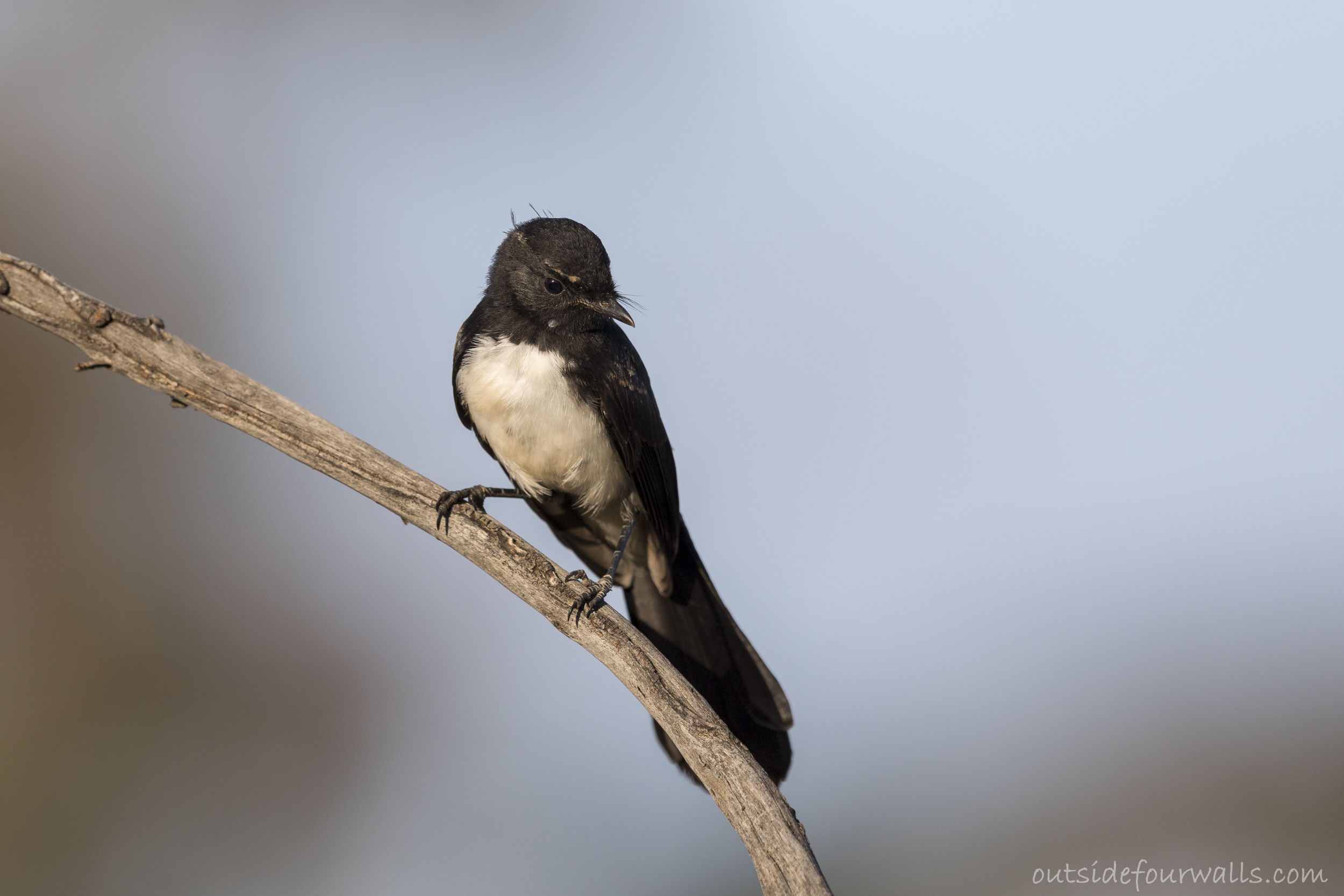 Willie Wagtail (Rhipidura leucophrys)
