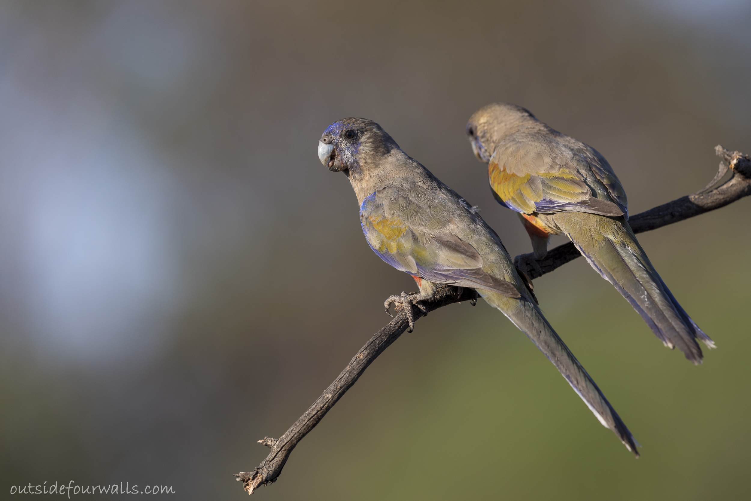 Blue Bonnet (Northiella haematogaster)