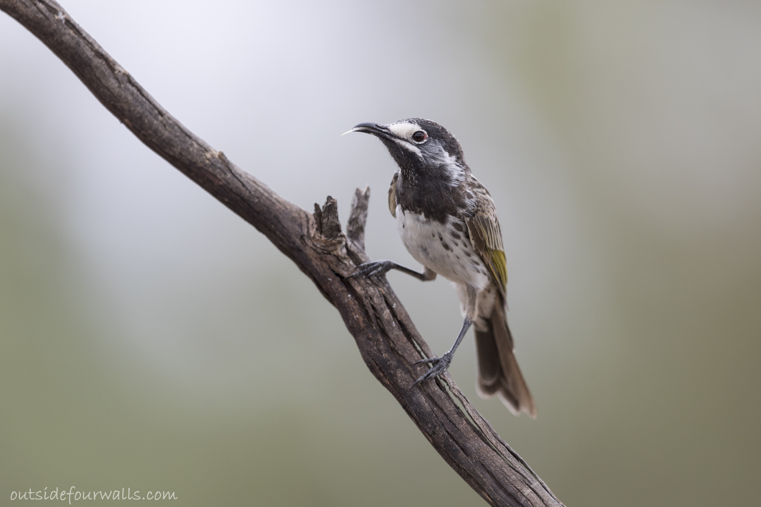 White-fronted Honeyeater (Purnella albifrons)