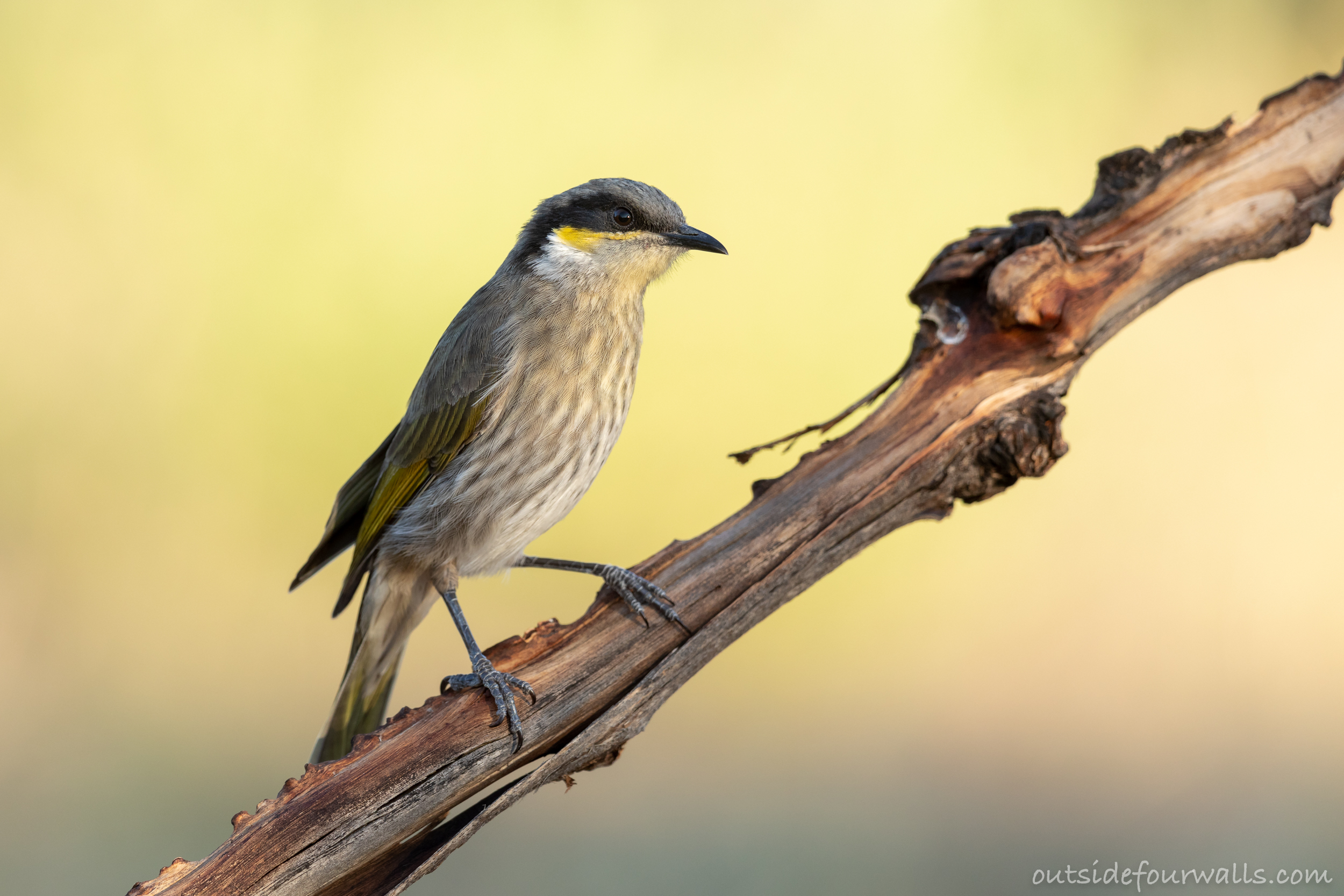 Singing Honeyeater (Lichenostomus virecens)