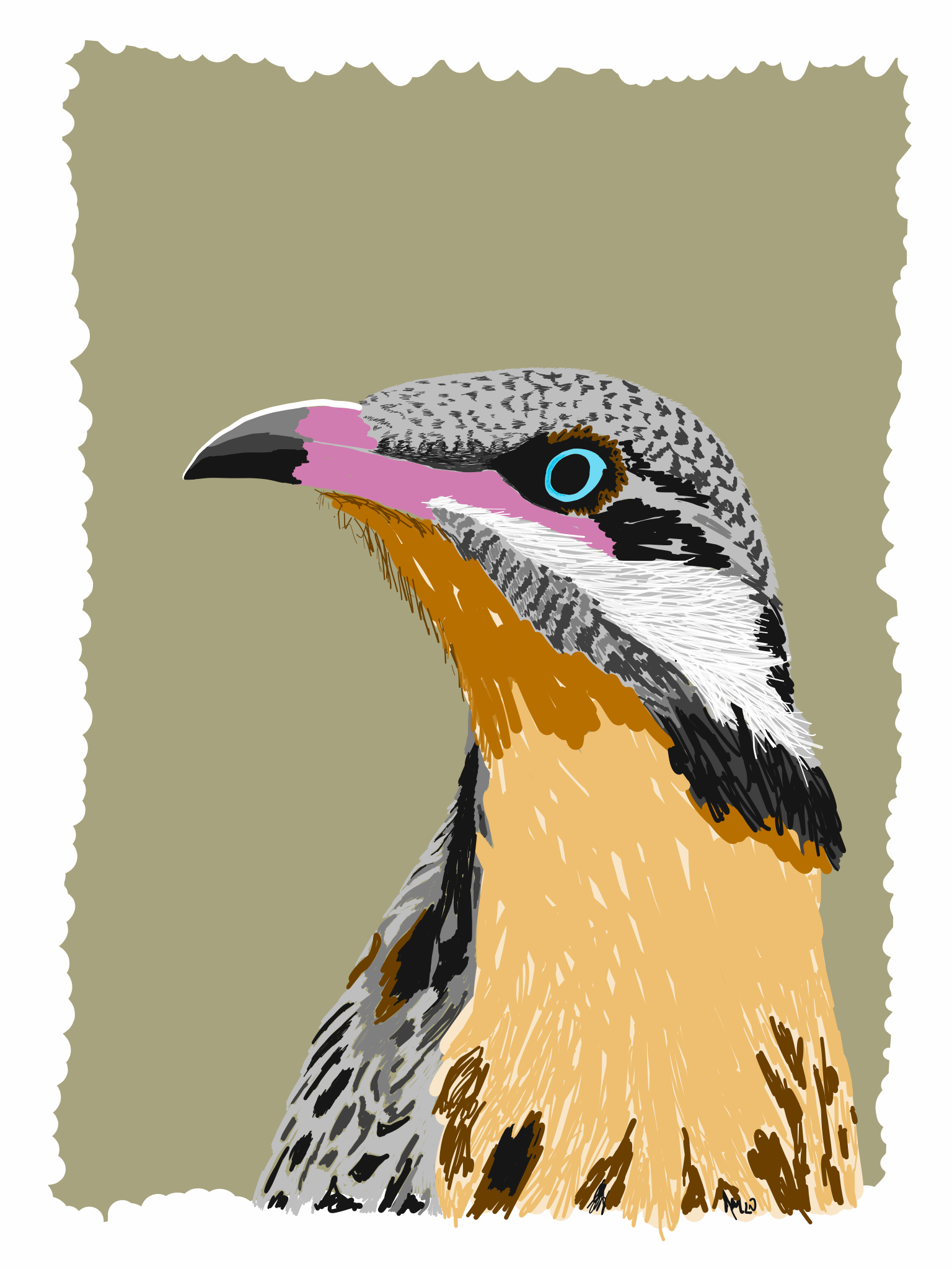 Spiny-cheeked Honeyeater drawing