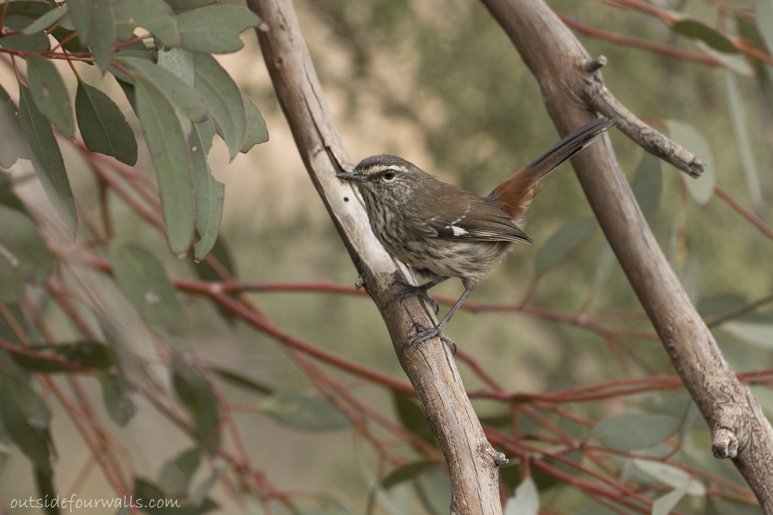 Shy Heathwren (Hylacola cauta)