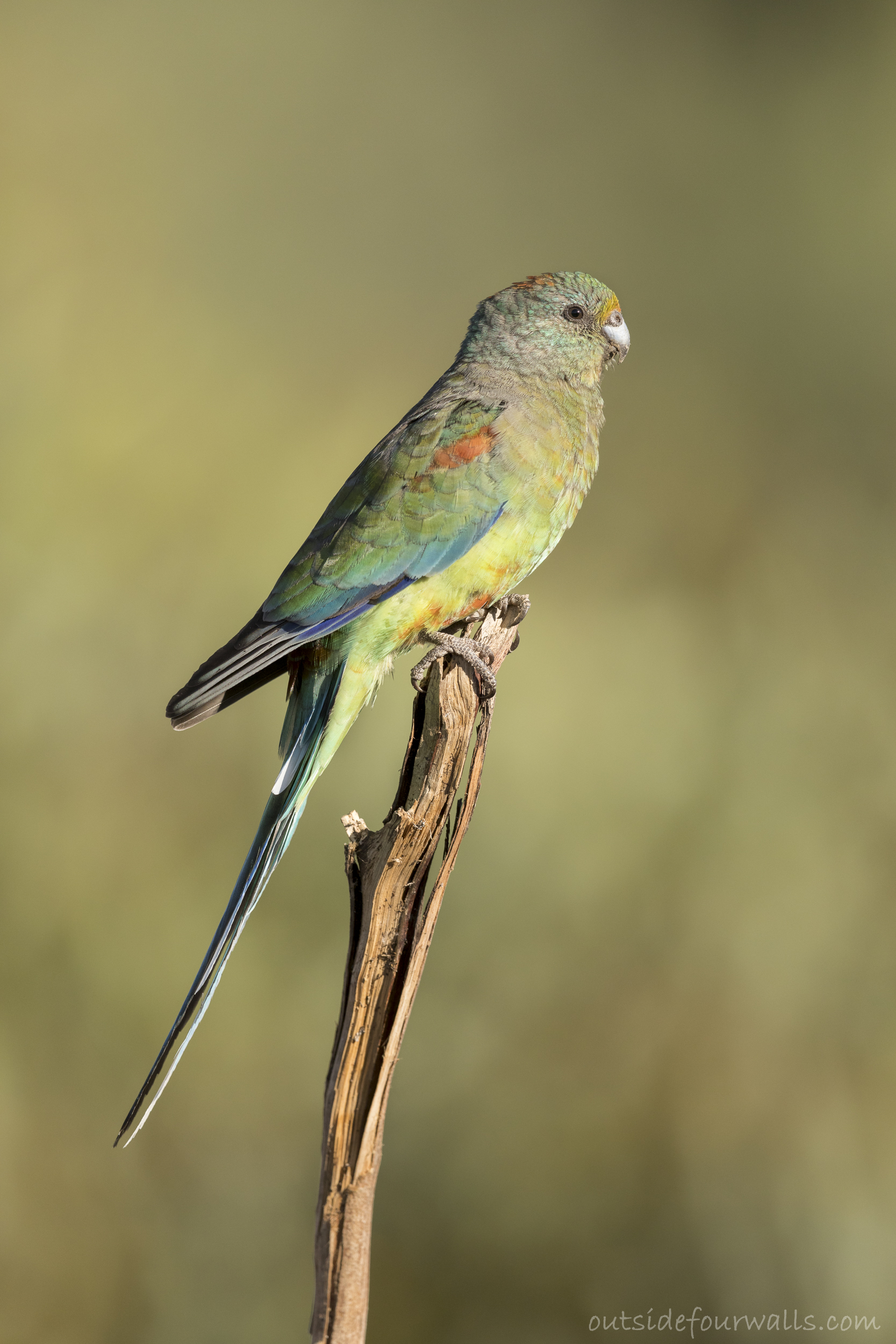 Female Mulga Parrot (Psephotellus varius)