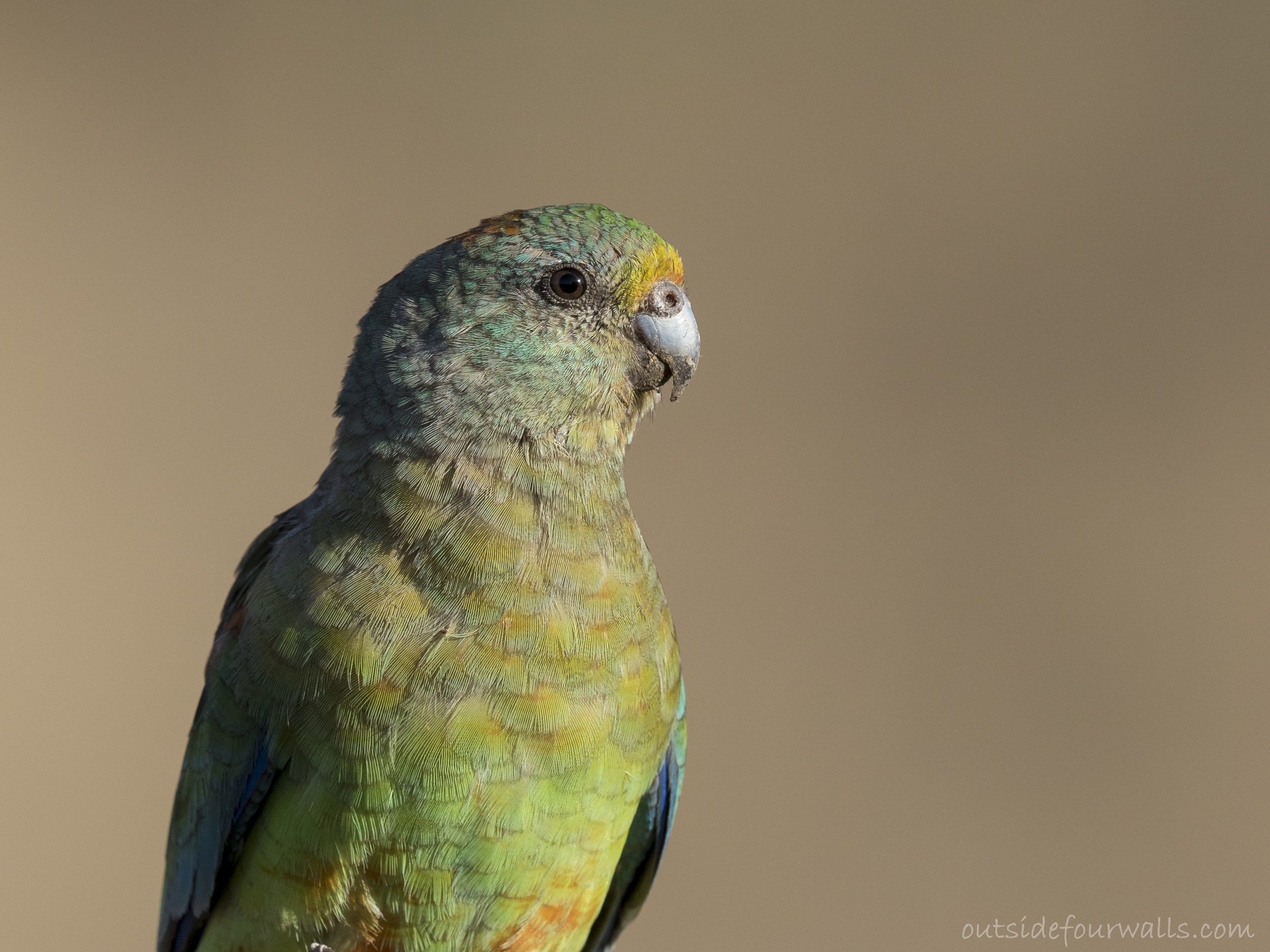Female Mulga Parrot (Psephotellus varius)
