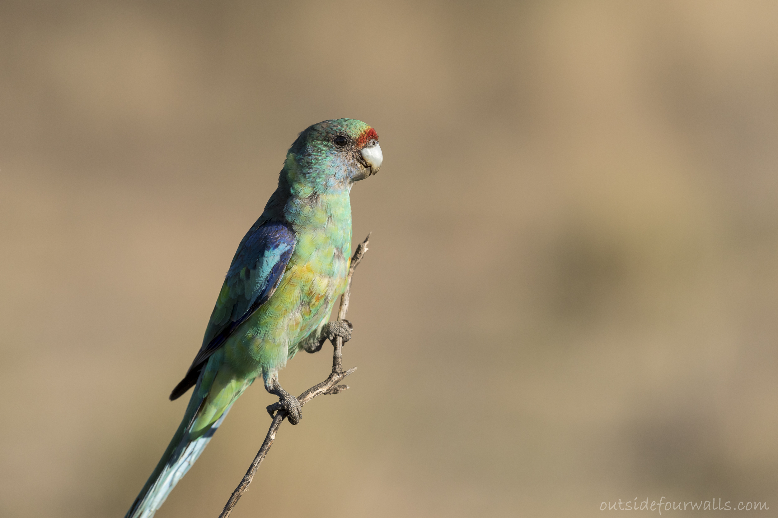 Australian Ringneck (Barnardius zonarius)