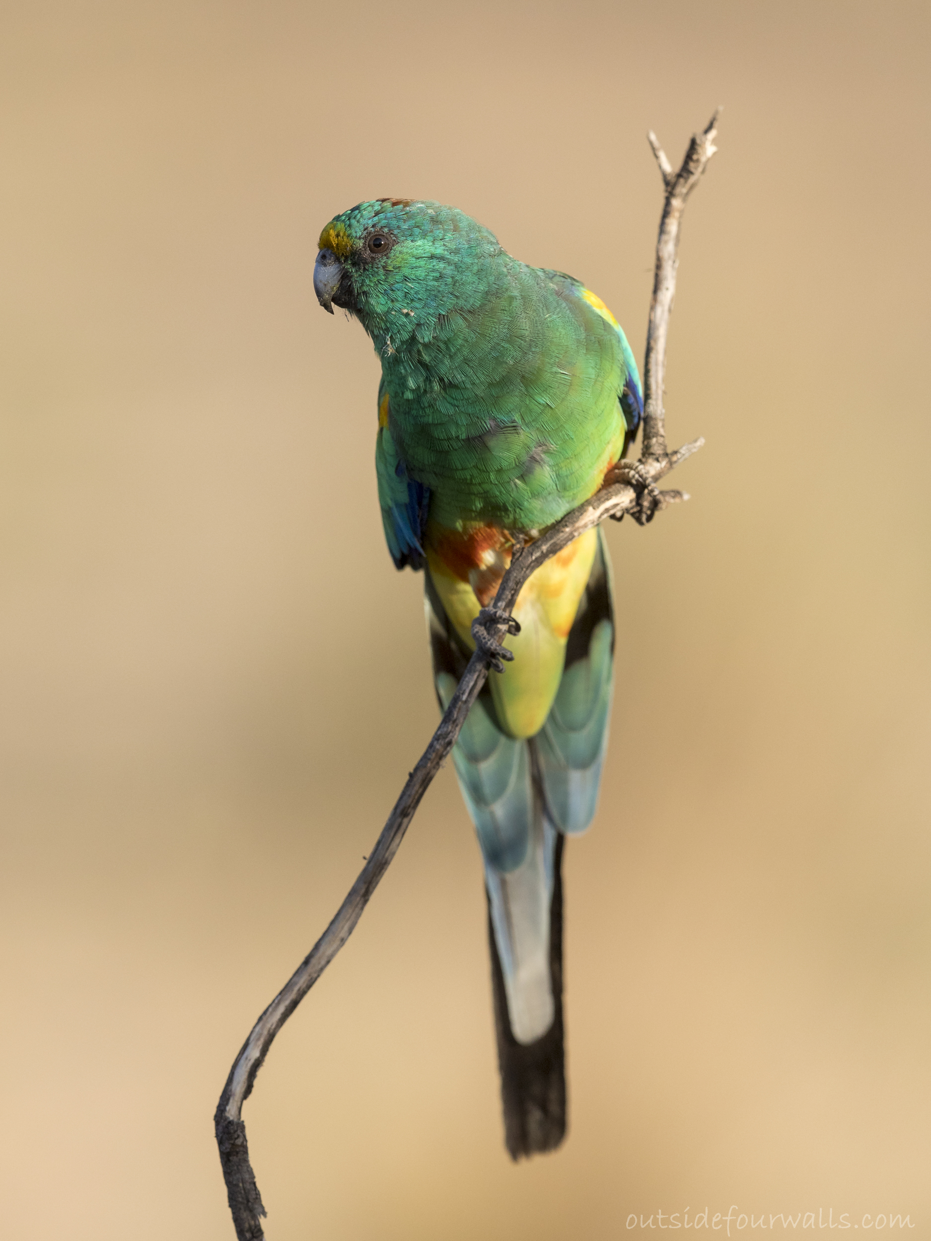 Male Mulga Parrot (Psephotellus varius)