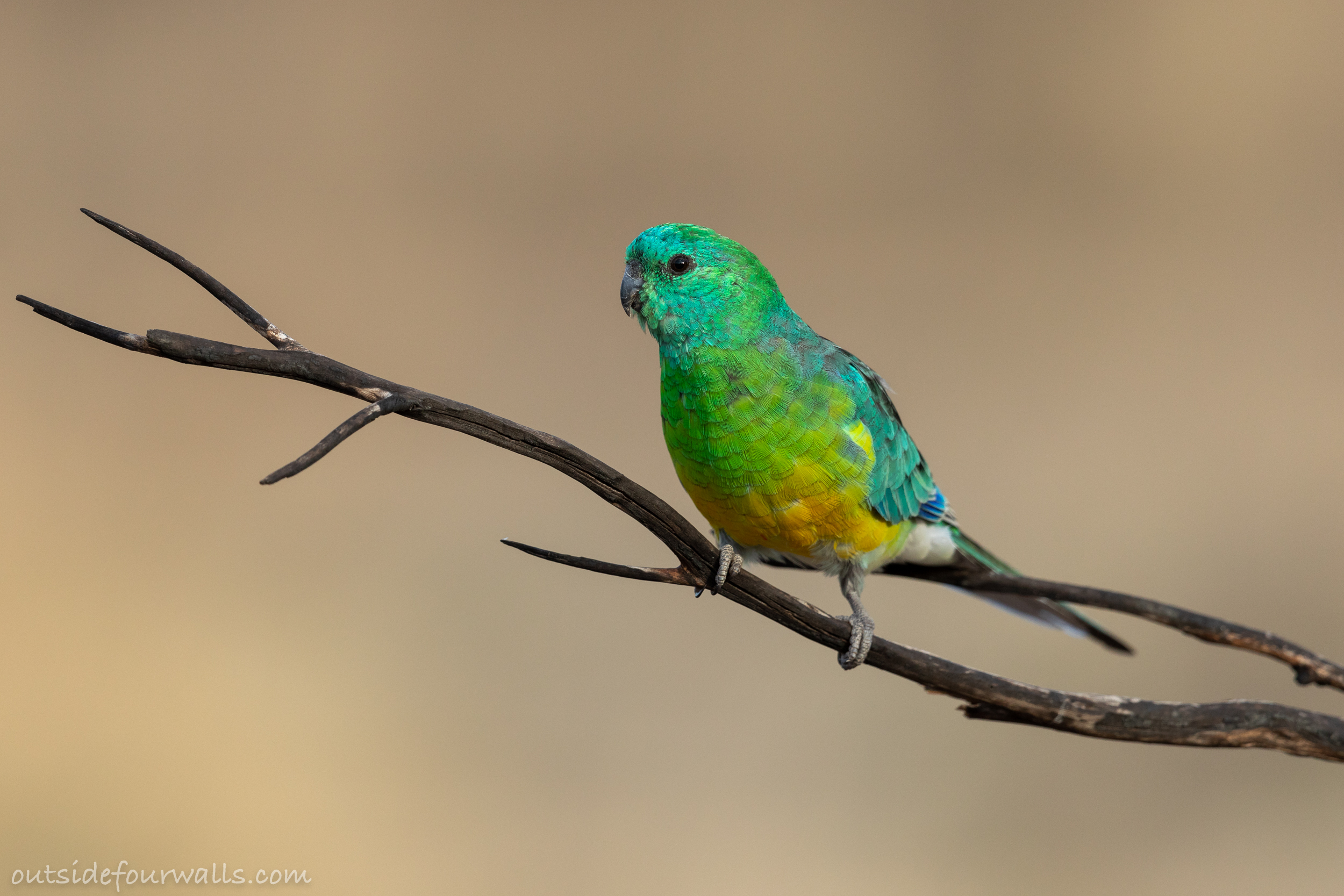 Male Red-rumped Parrot (Psephotus haematonotus)
