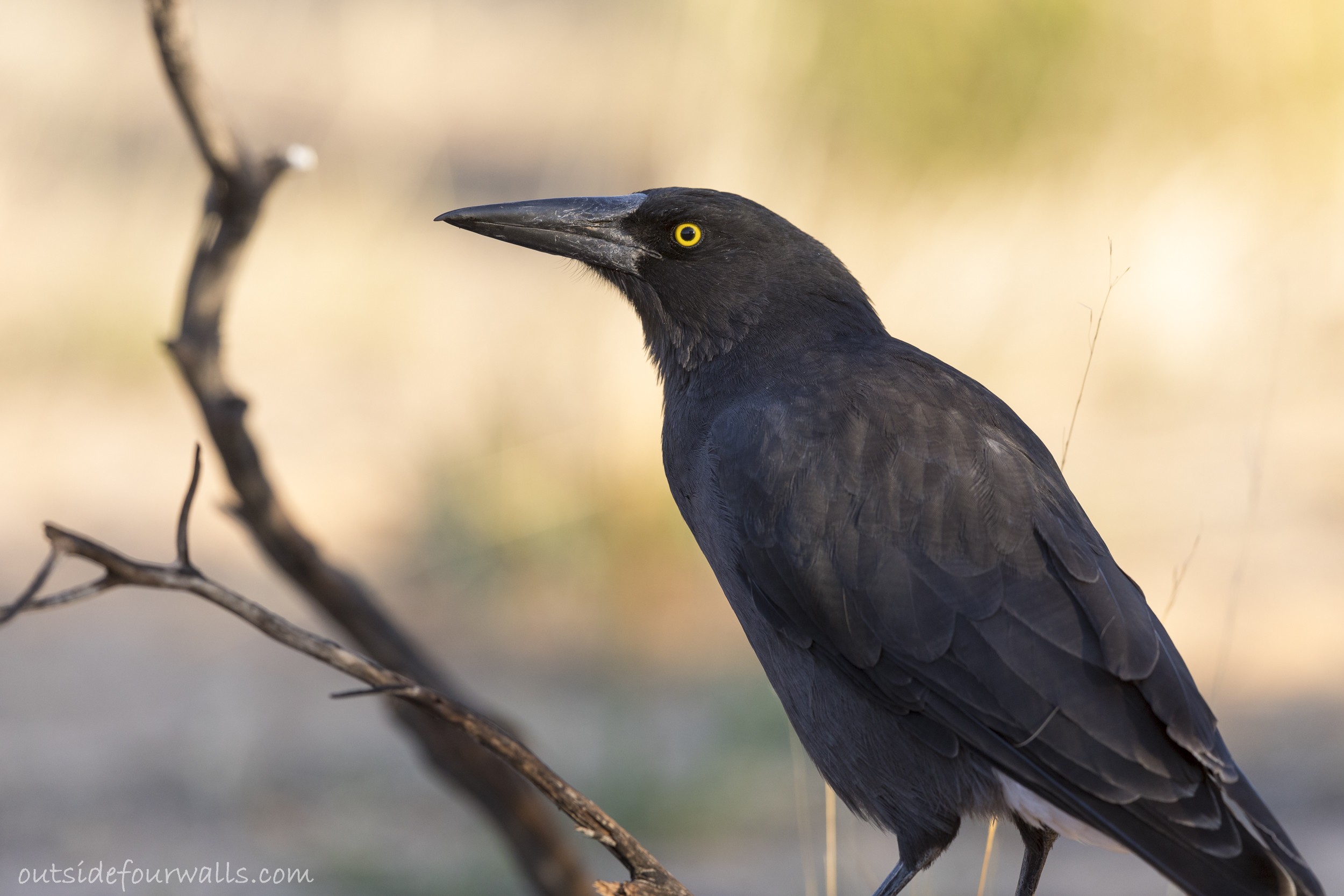 Grey Currawong (Strepera versicolor ssp. melanoptra)