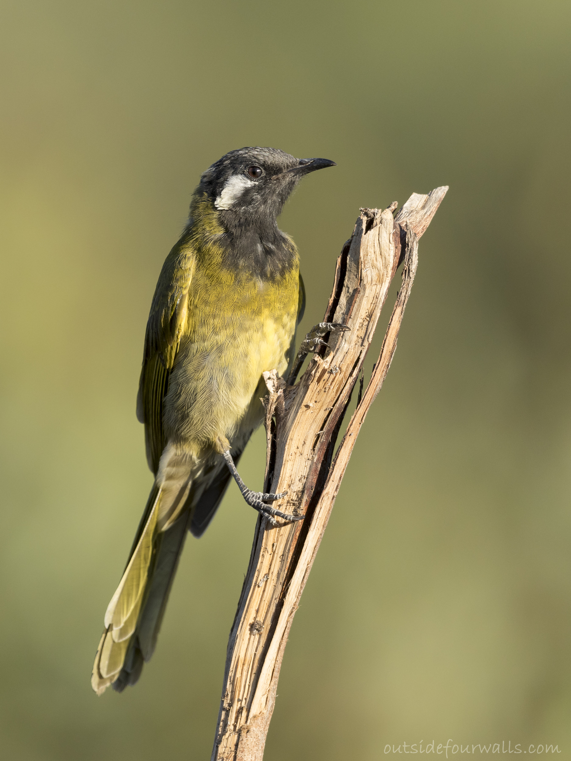White-eared Honeyeater (Lichenostomus leucotis)