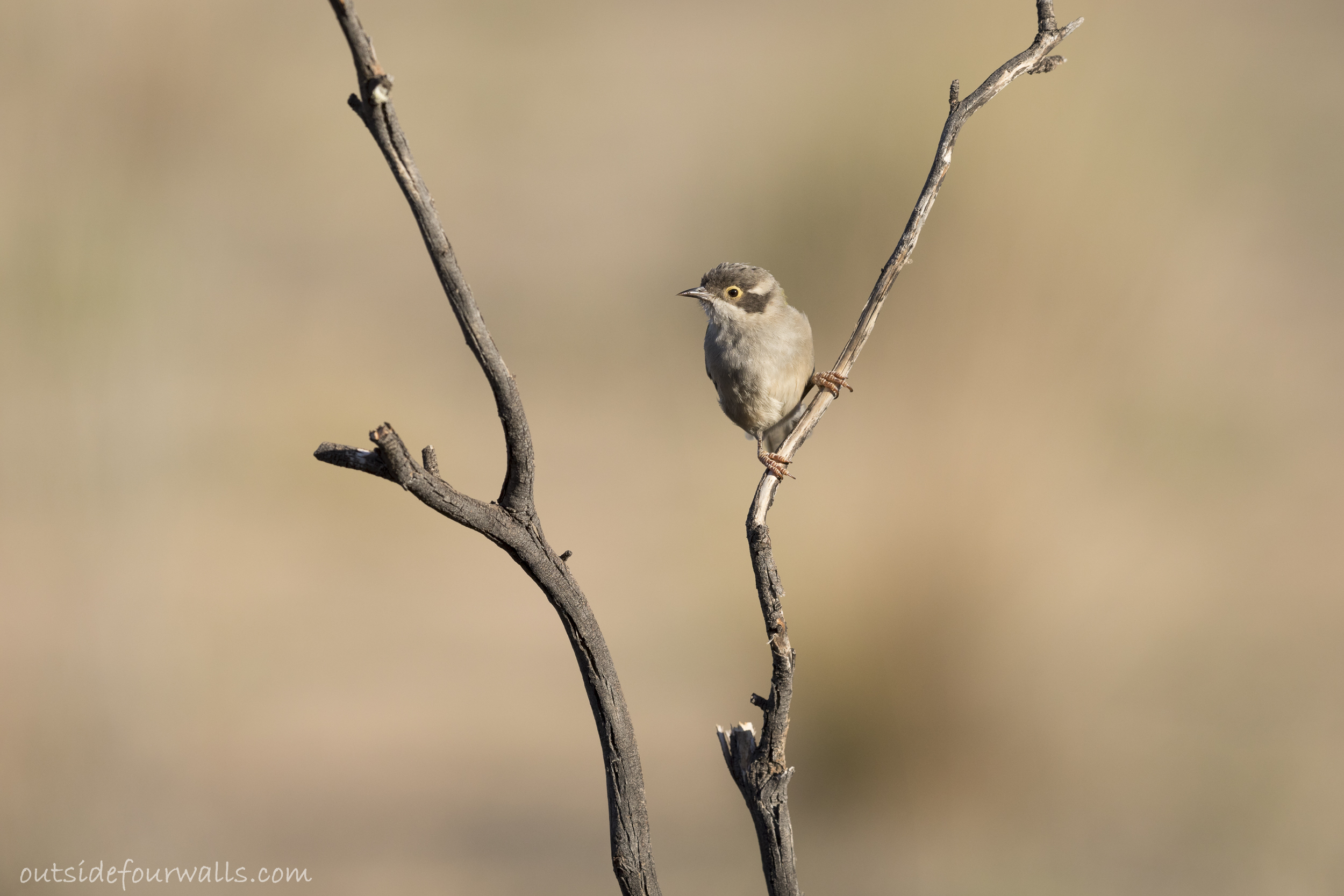 Brown-headed Honeyeater (Melithreptus brevirostris)