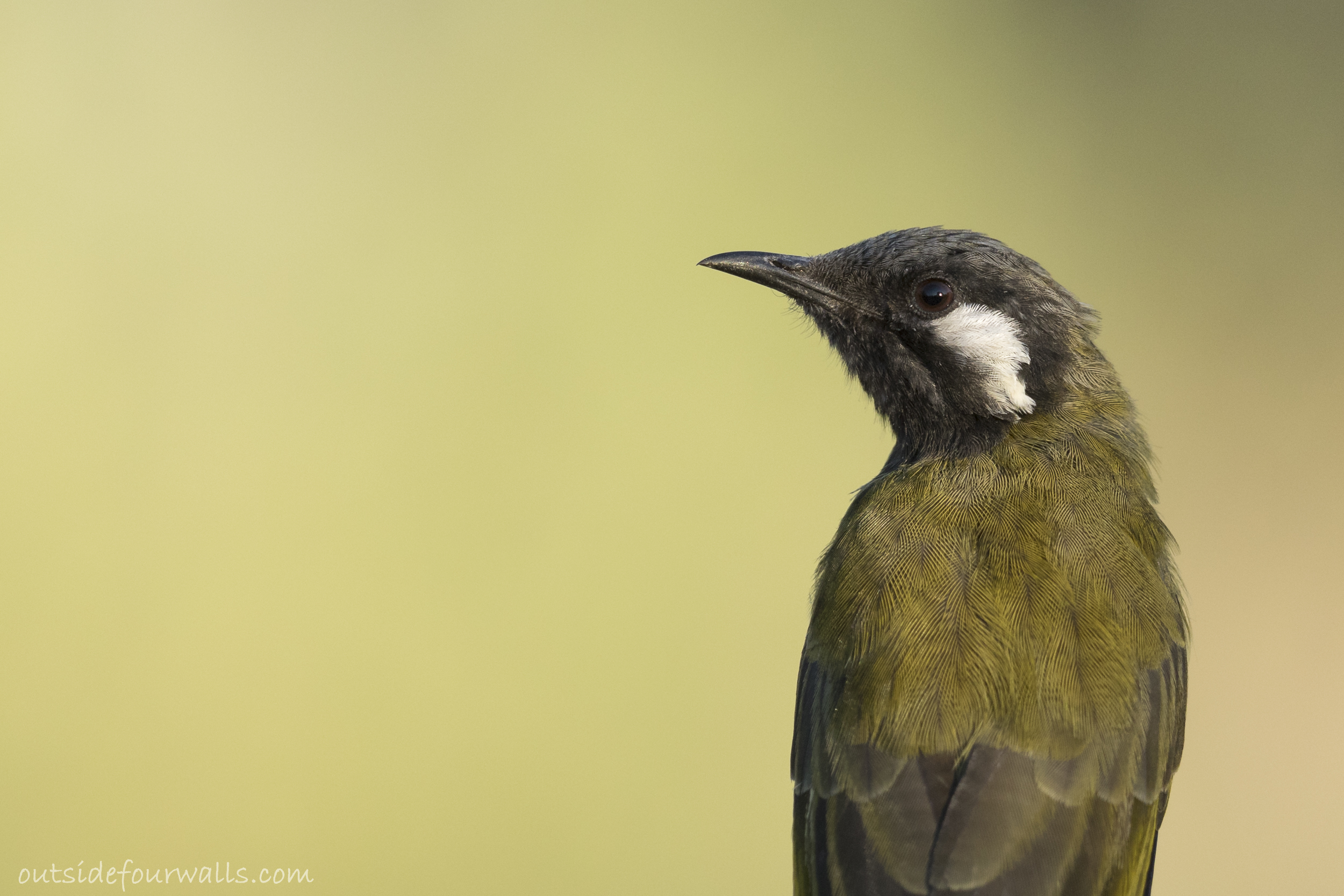 White-eared Honeyeater (Lichenostomus leucotis)