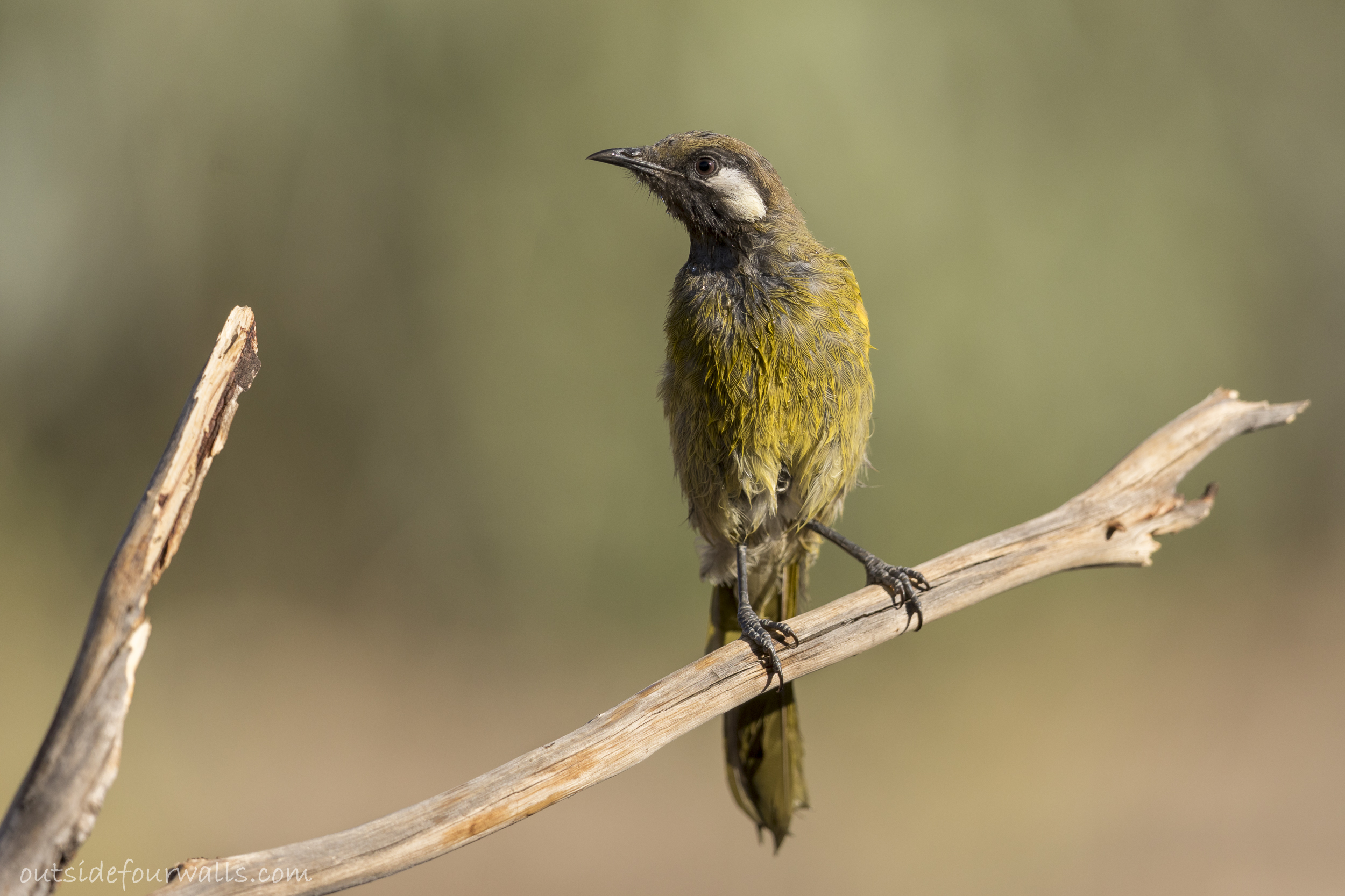 White-eared Honeyeater (Lichenostomus leucotis)