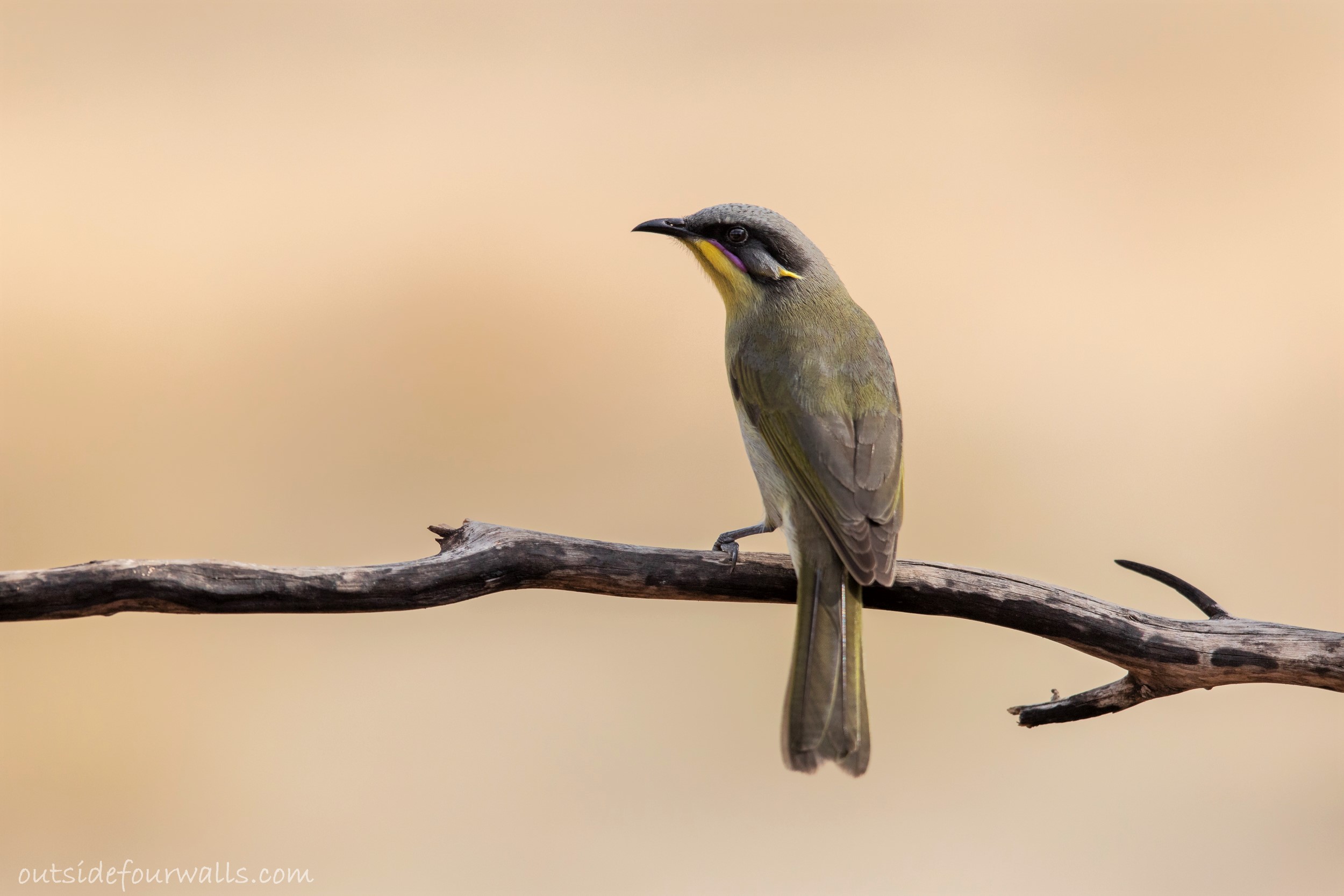 Purple-gaped Honeyeater (Lichenostomus cratitius)