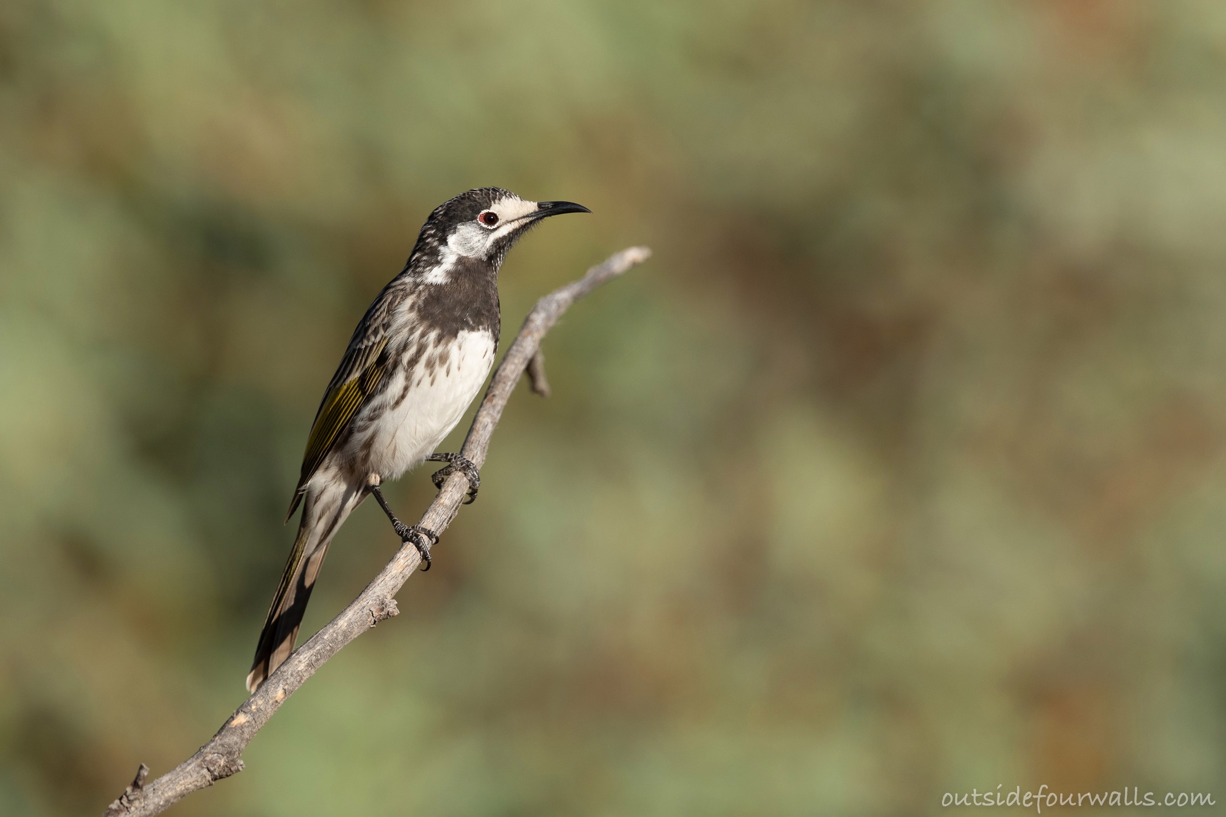 White-fronted Honeyeater (Purnella albifrons)