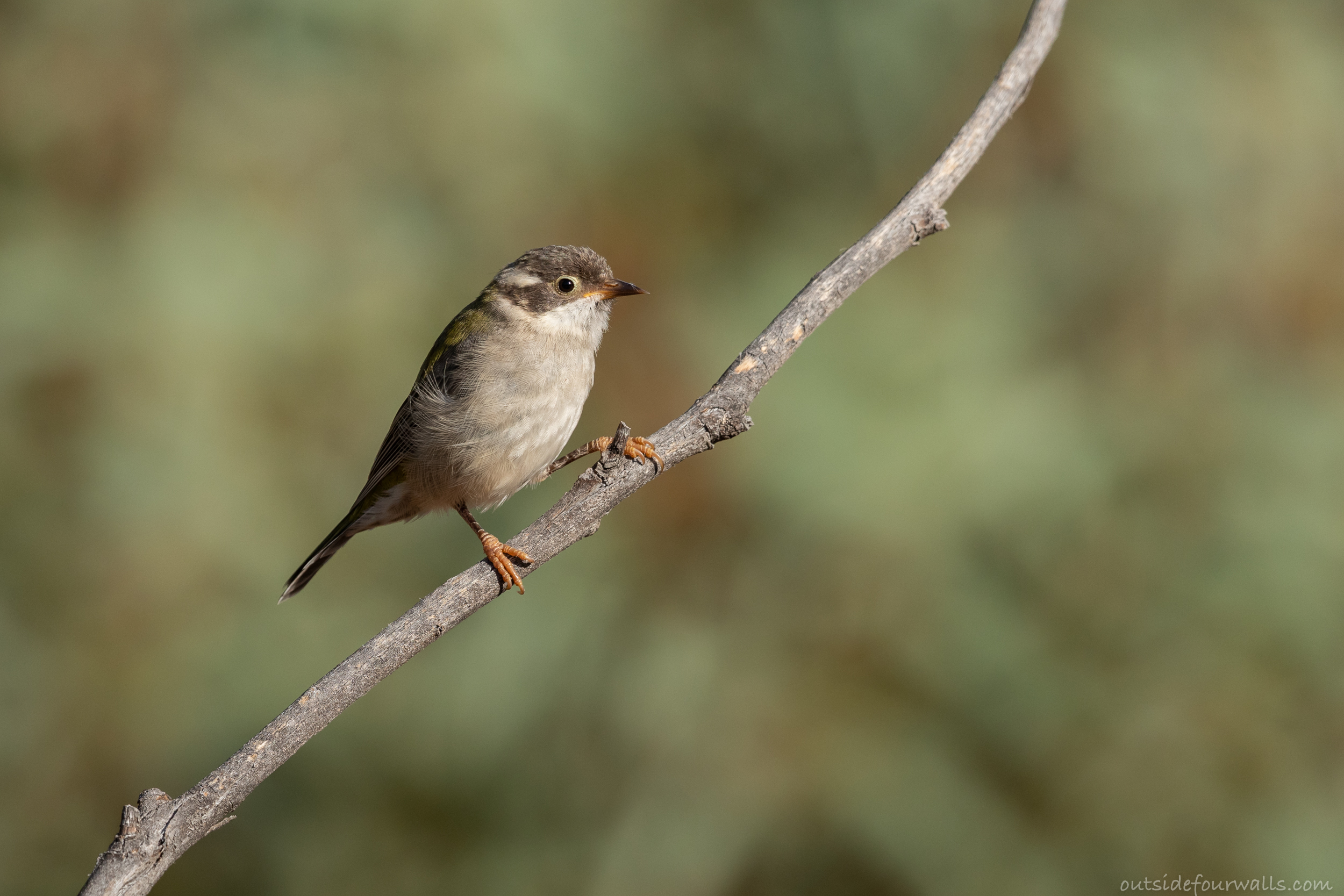 Brown-headed Honeyeater (Melithreptus brevirostris)