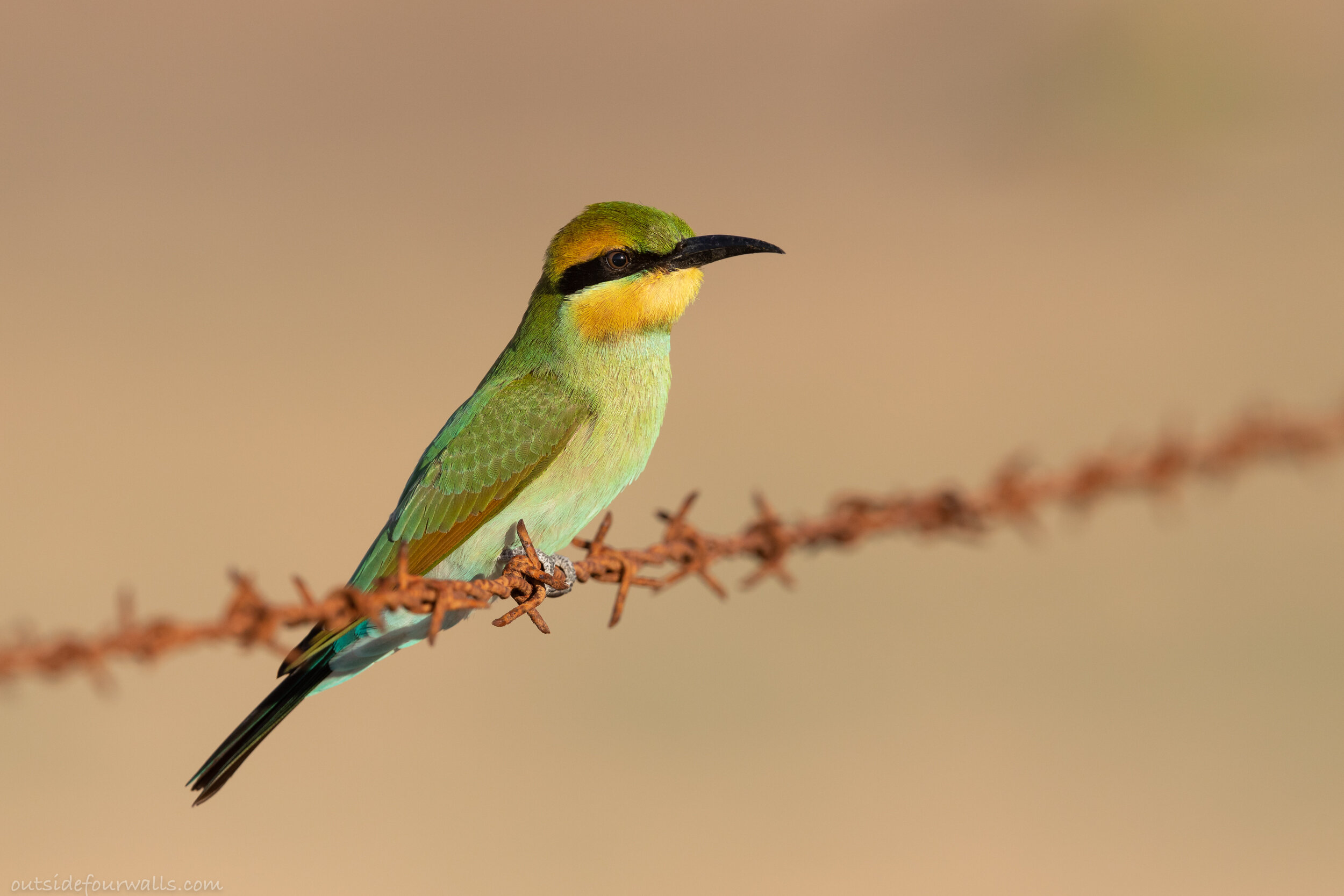 Rainbow Bee-eater (Merops ornatus)