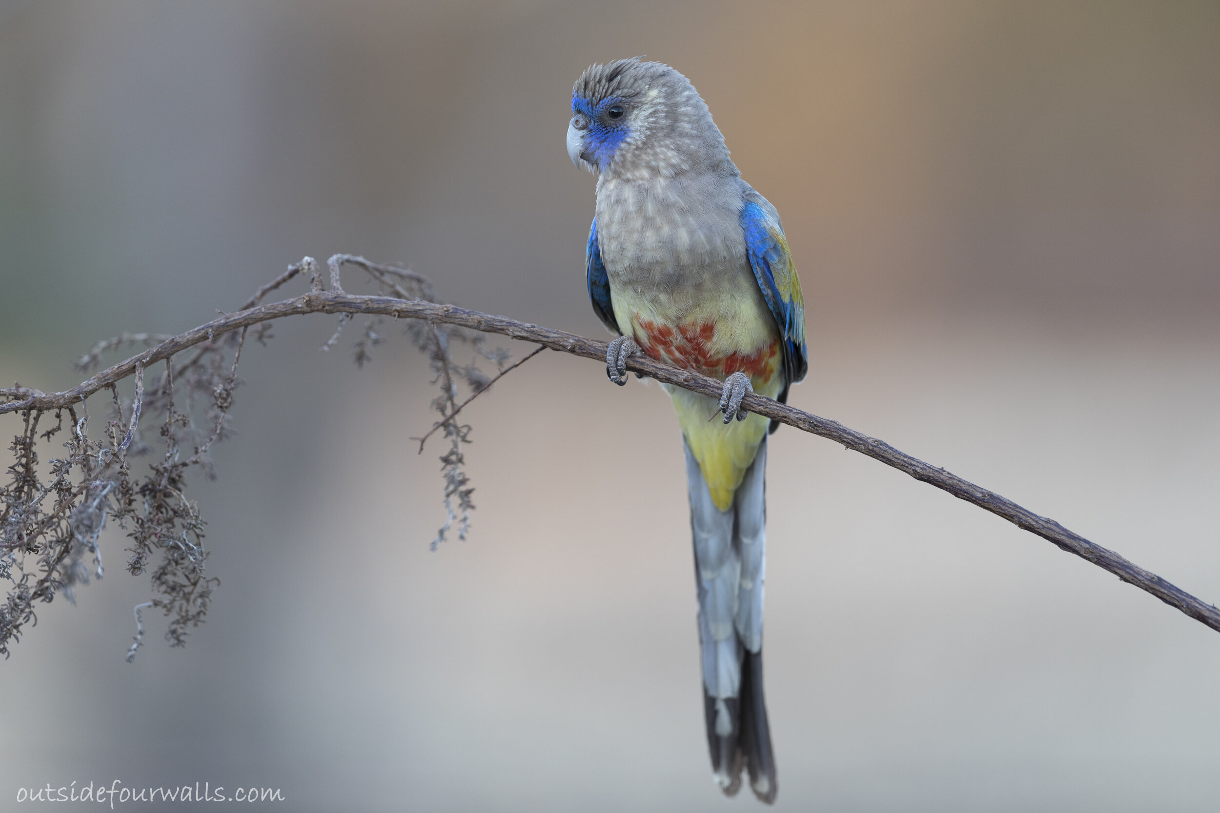 Bluebonnet (Northiella haematogaster)