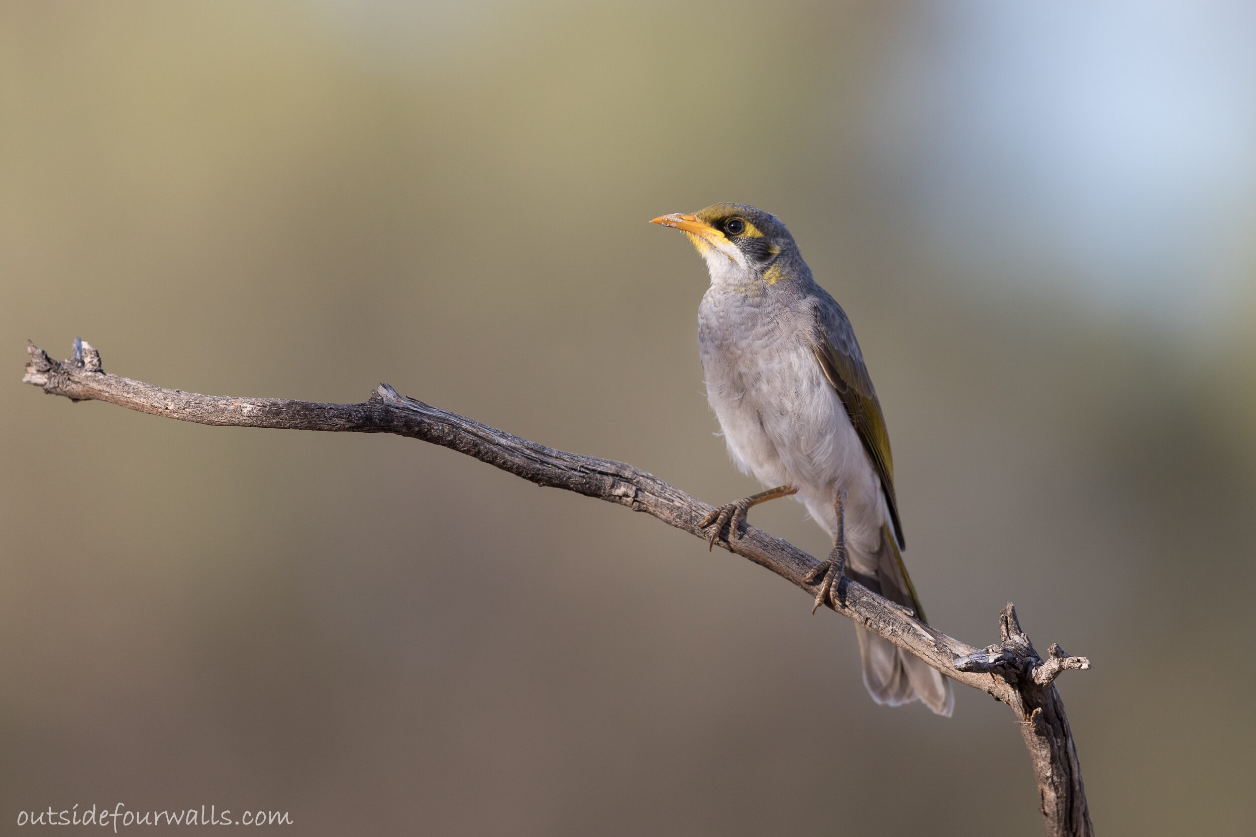 Yellow-throated Miner (Manorina flavigula)