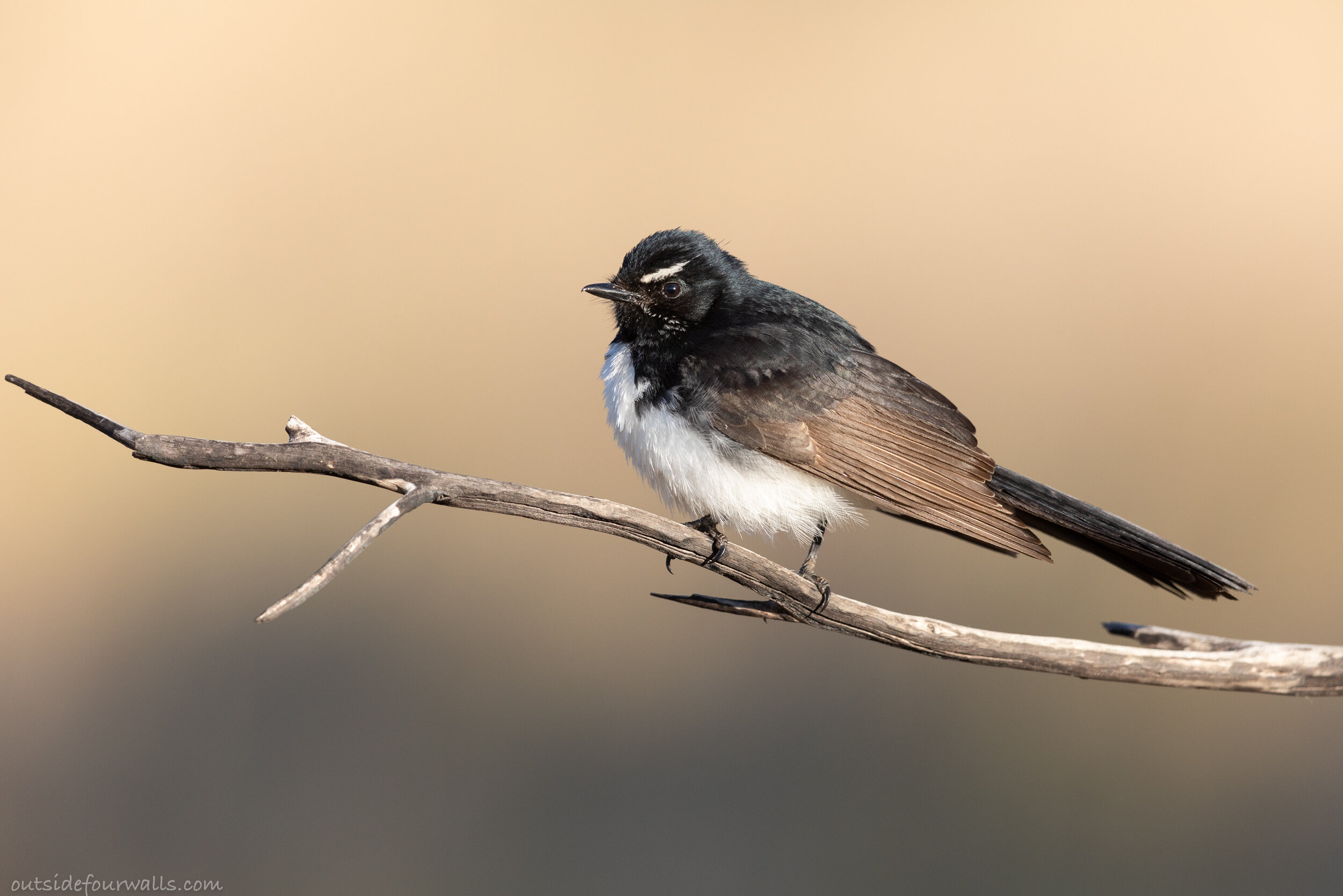 Willie Wagtail (Rhipidura leucophrys)