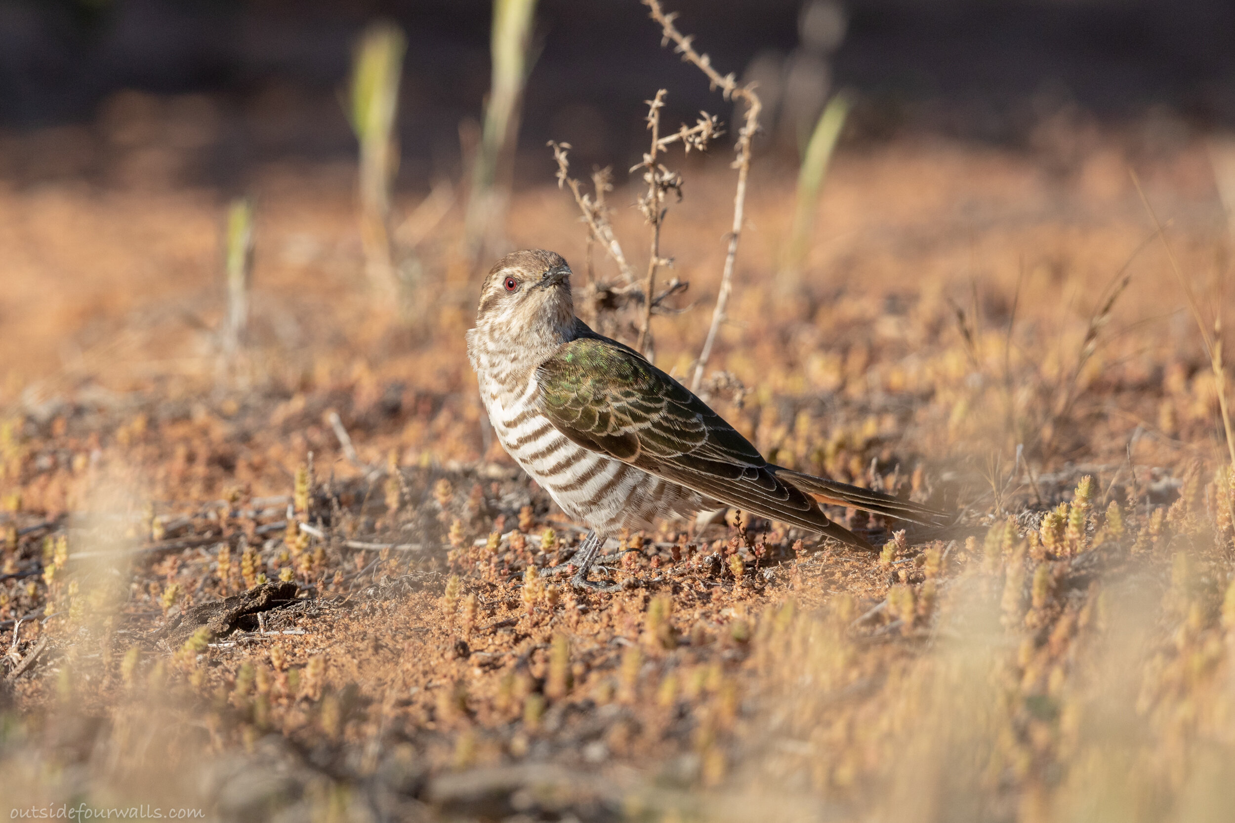 Horsfield's Bronze-cuckoo (Chrysococcyx basalis)