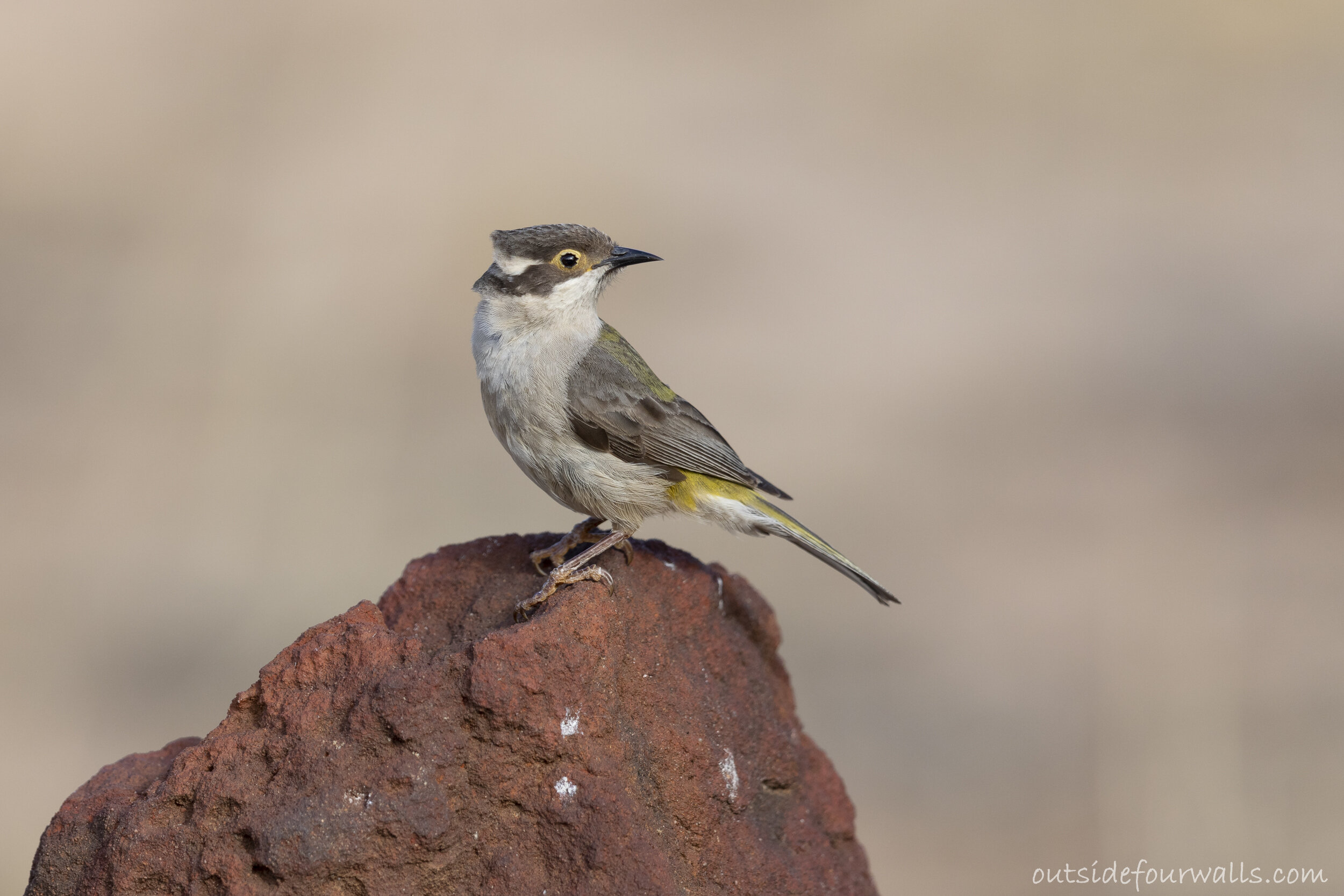 Brown-headed Honeyeater (Melithreptus brevirostris)