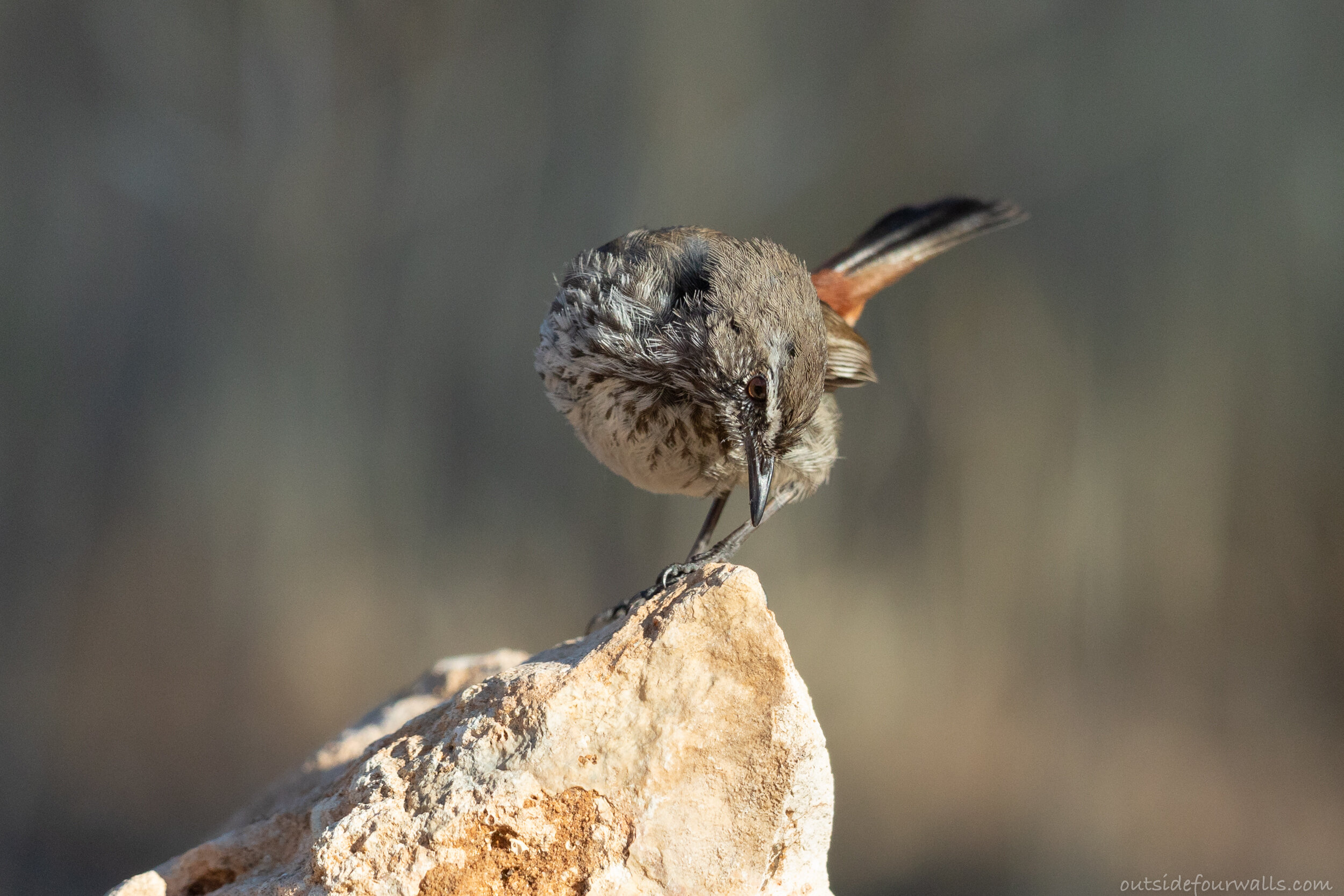 Shy Heathwren (Hylacola cauta)