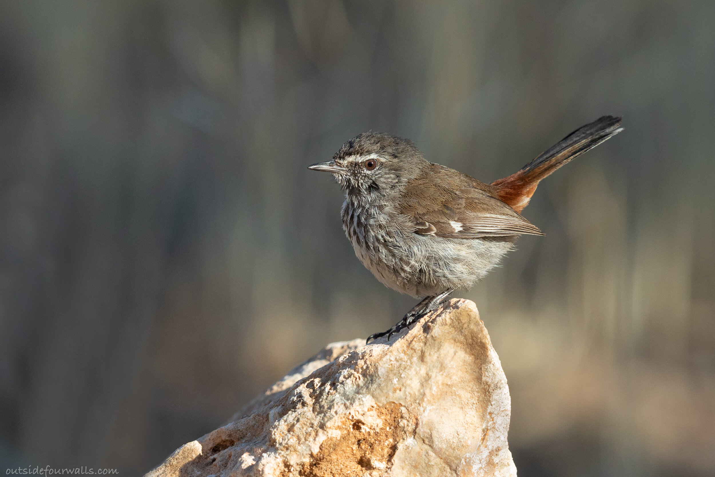 Shy Heathwren (Hylacola cauta)