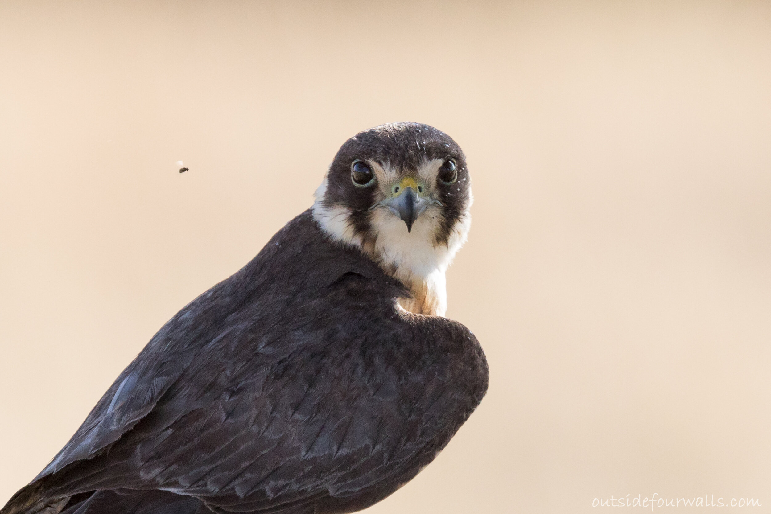 Australian Hobby (Falco longipennis)