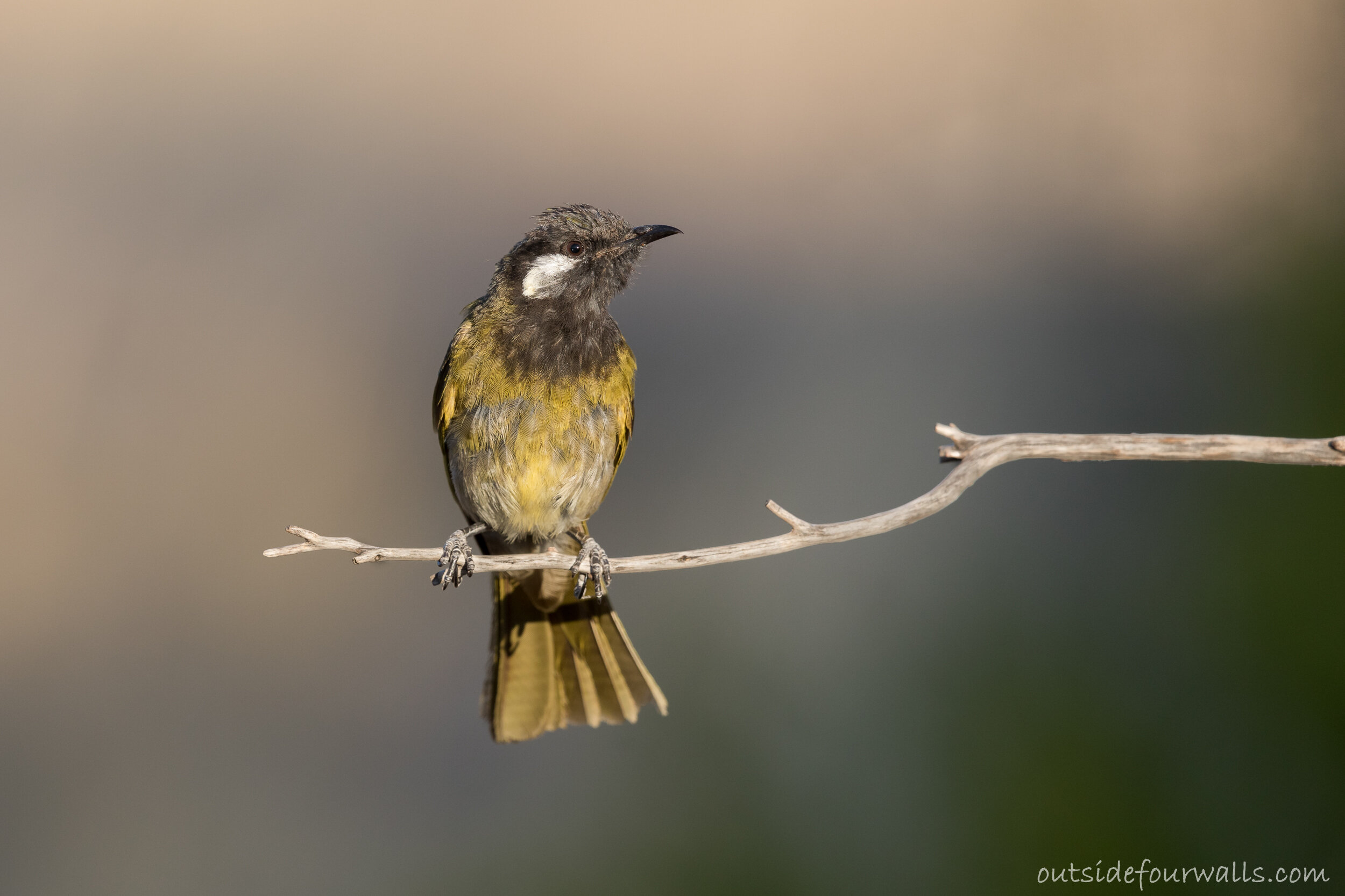 White-eared Honeyeater (Nesoptilotis leucotis)