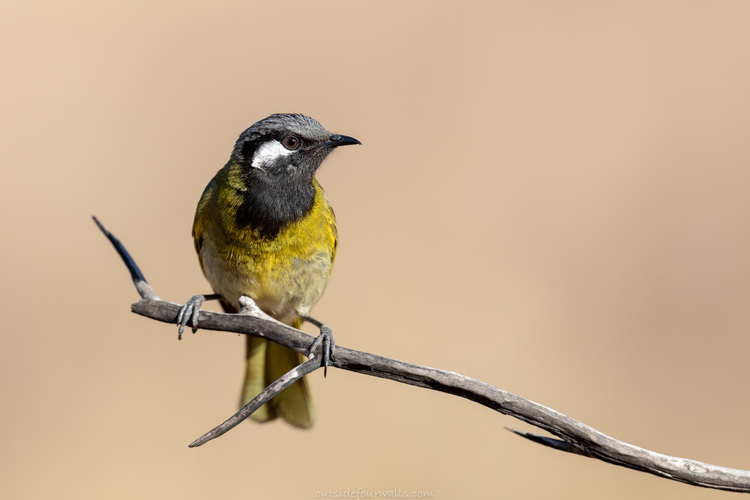 White-eared Honeyeater (Nesoptilotis leucotis)
