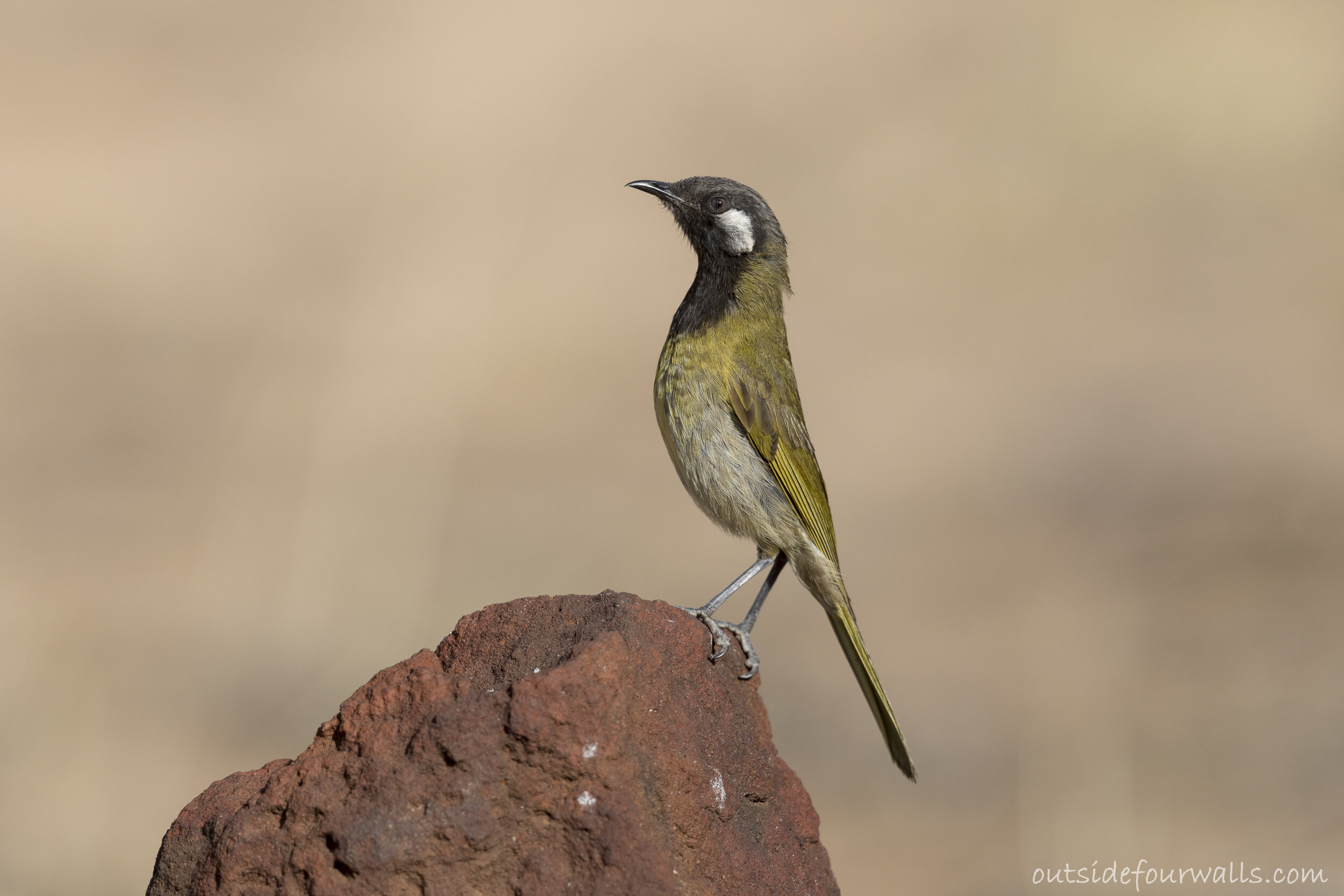 White-eared Honeyeater (Nesoptilotis leucotis)