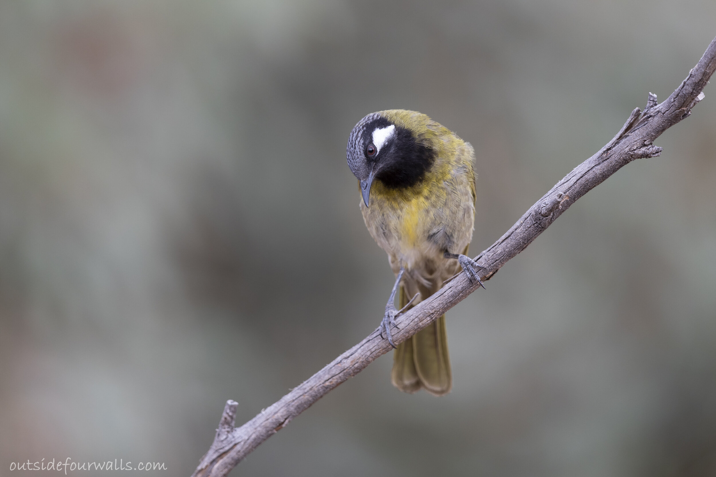 White-eared Honeyeater (Nesoptilotis leucotis)
