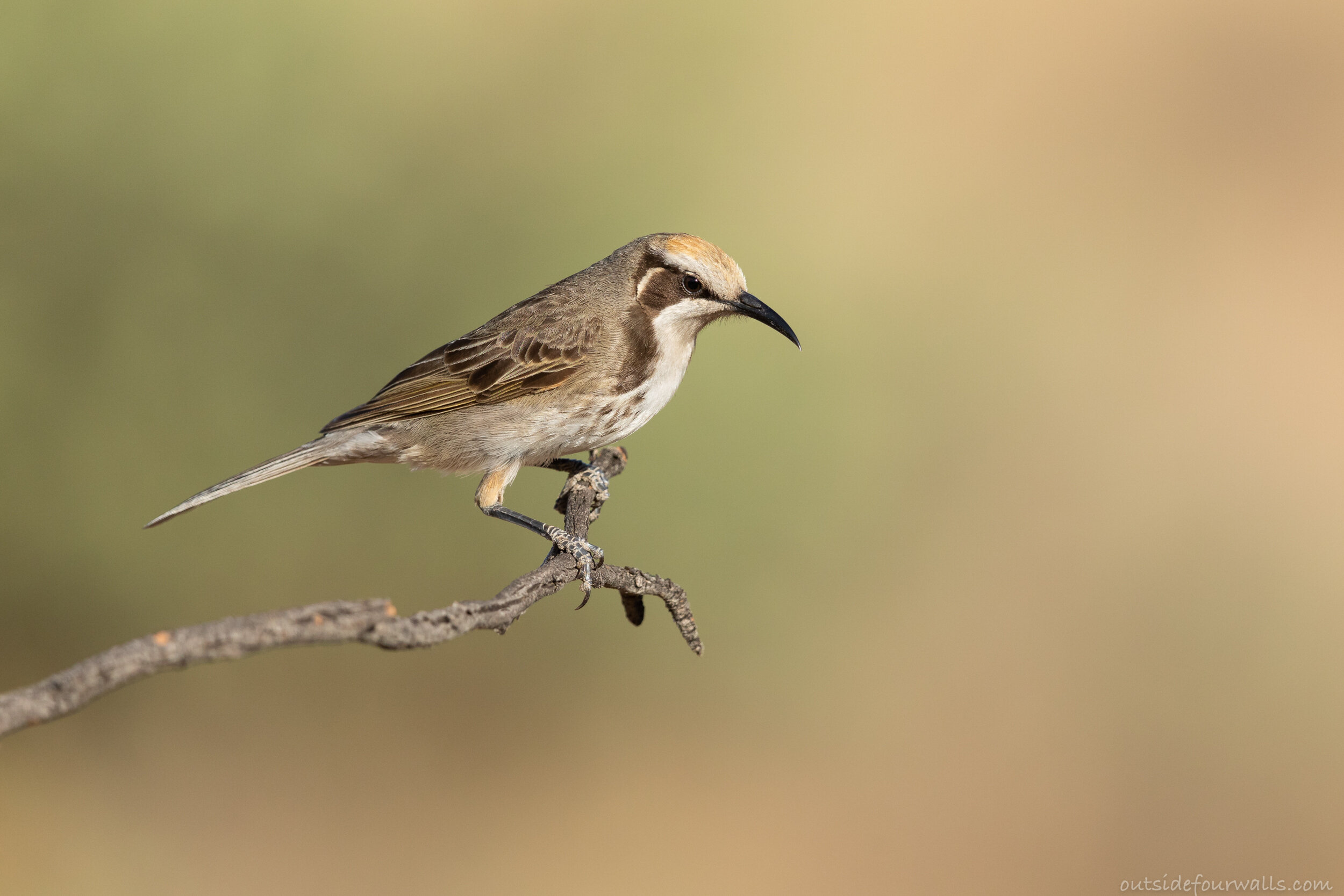 Tawny-crowned Honeyeater (Gliciphila melanops)