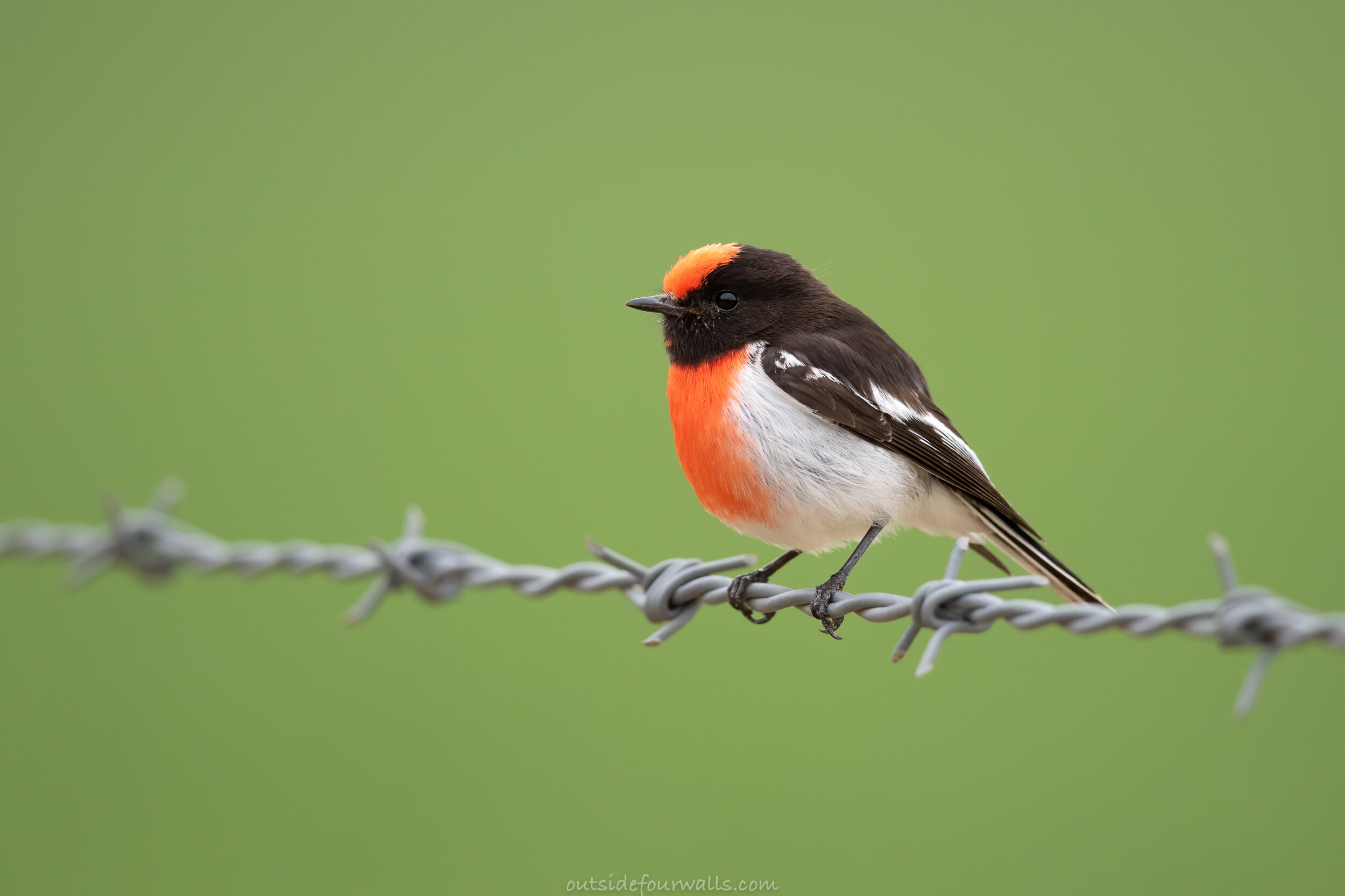 Male Red-capped Robin (Petroica goodenovii)