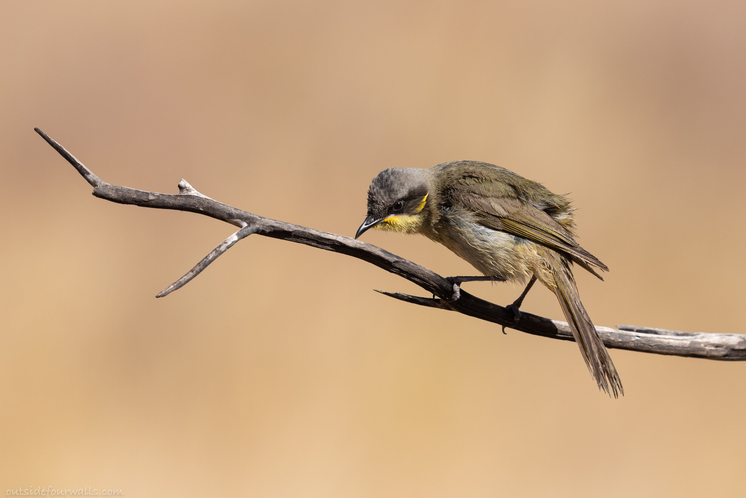 Purple-gaped Honeyeater (Lichenostomus cratitius)