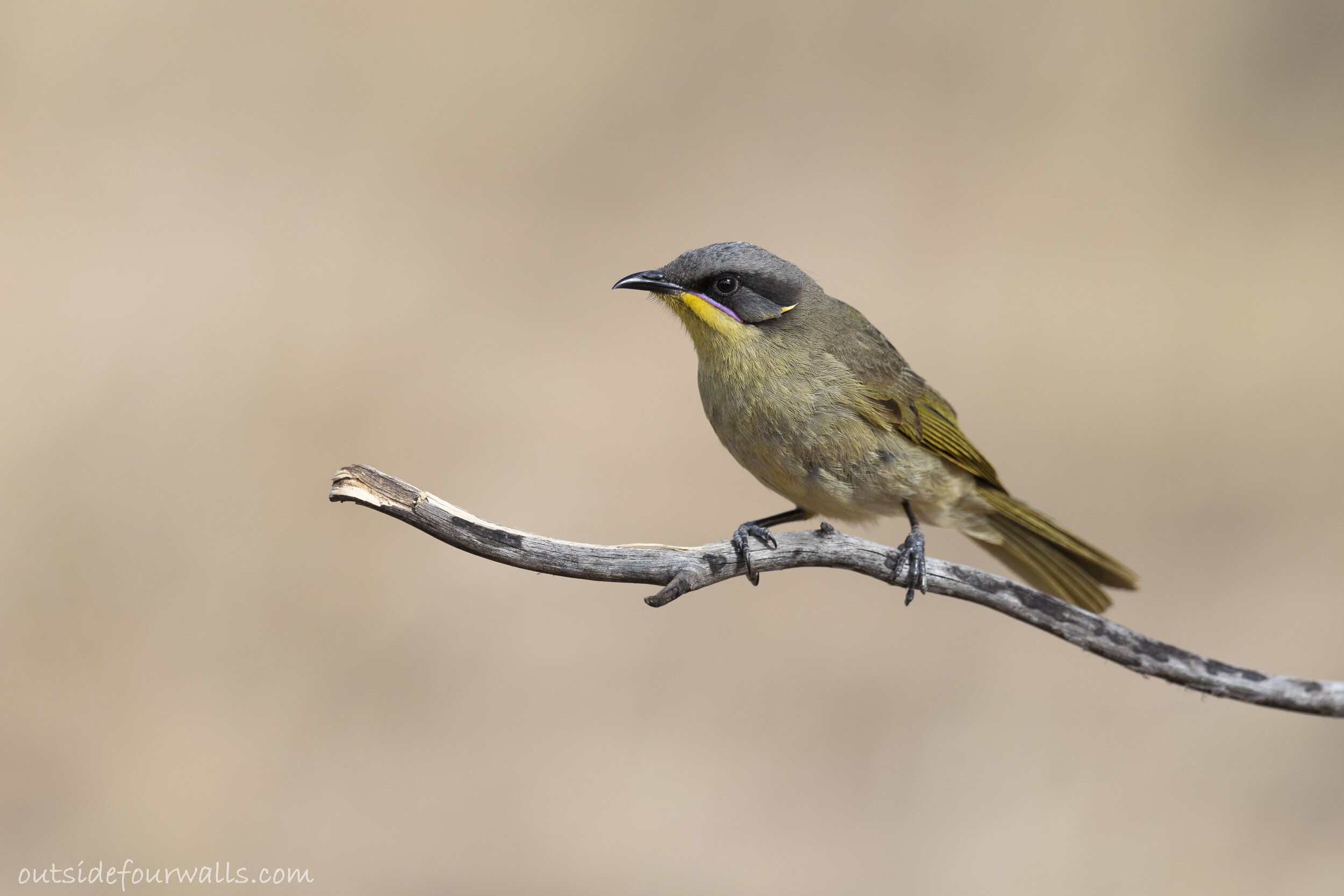 Purple-gaped Honeyeater (Lichenostomus cratitius)