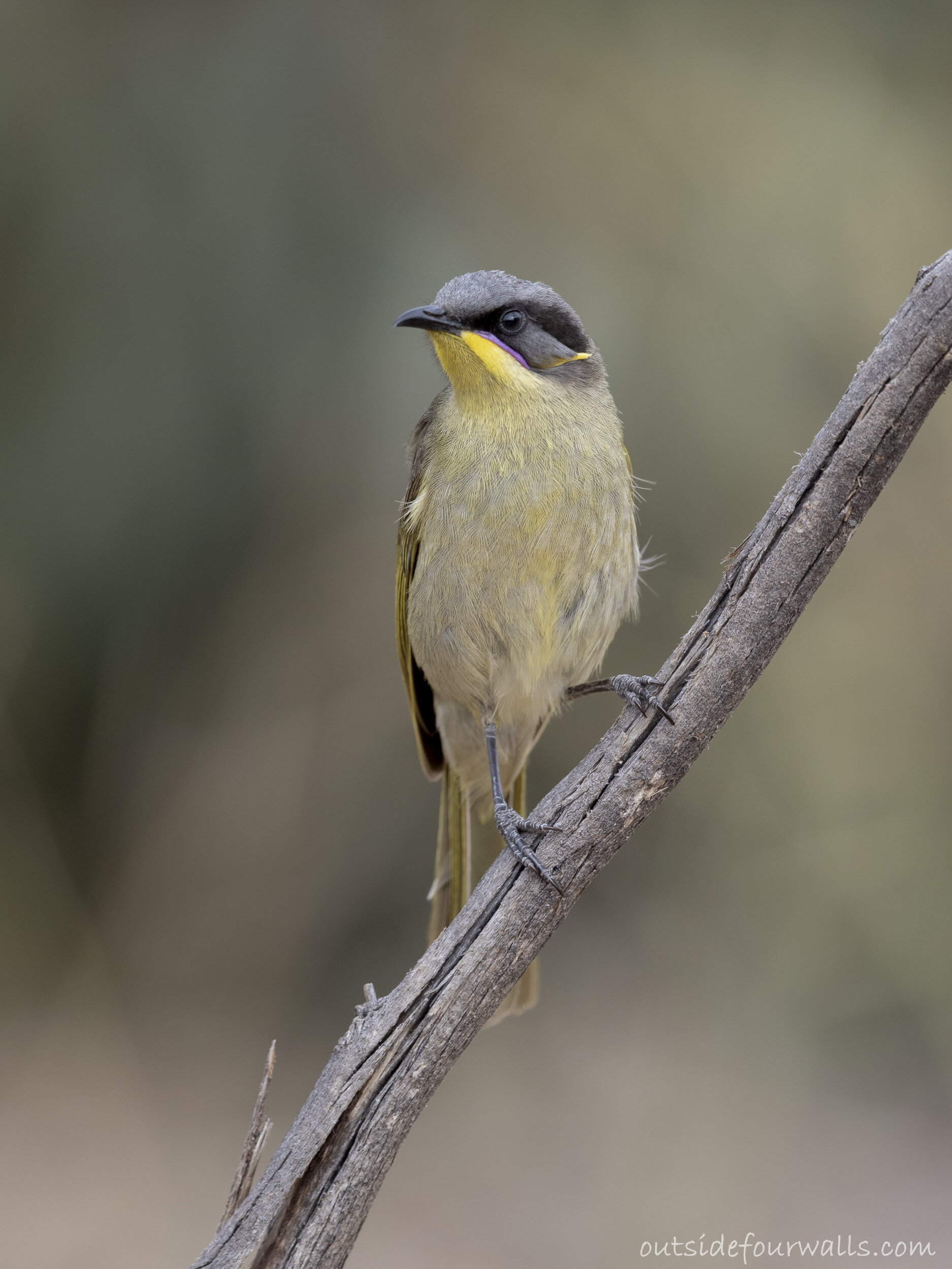 Purple-gaped Honeyeater (Lichenostomus cratitius)