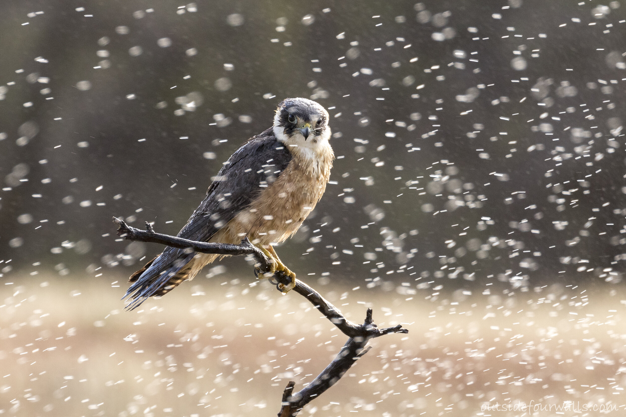 Australian Hobby (Falco longipennis)