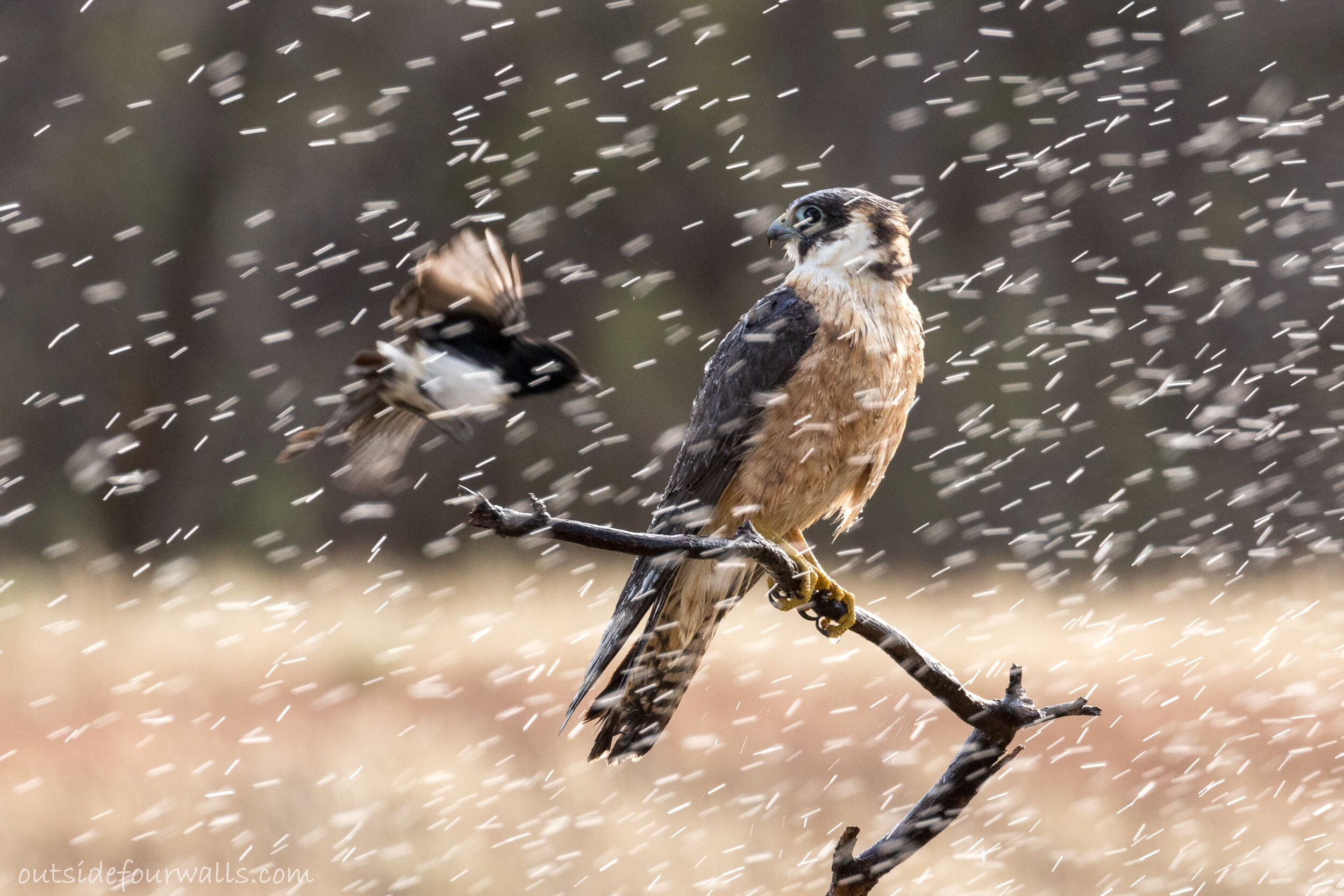 Australian Hobby (Falco longipennis) being bombed by a Willie Wagtail (Rhipidura leucophrys)