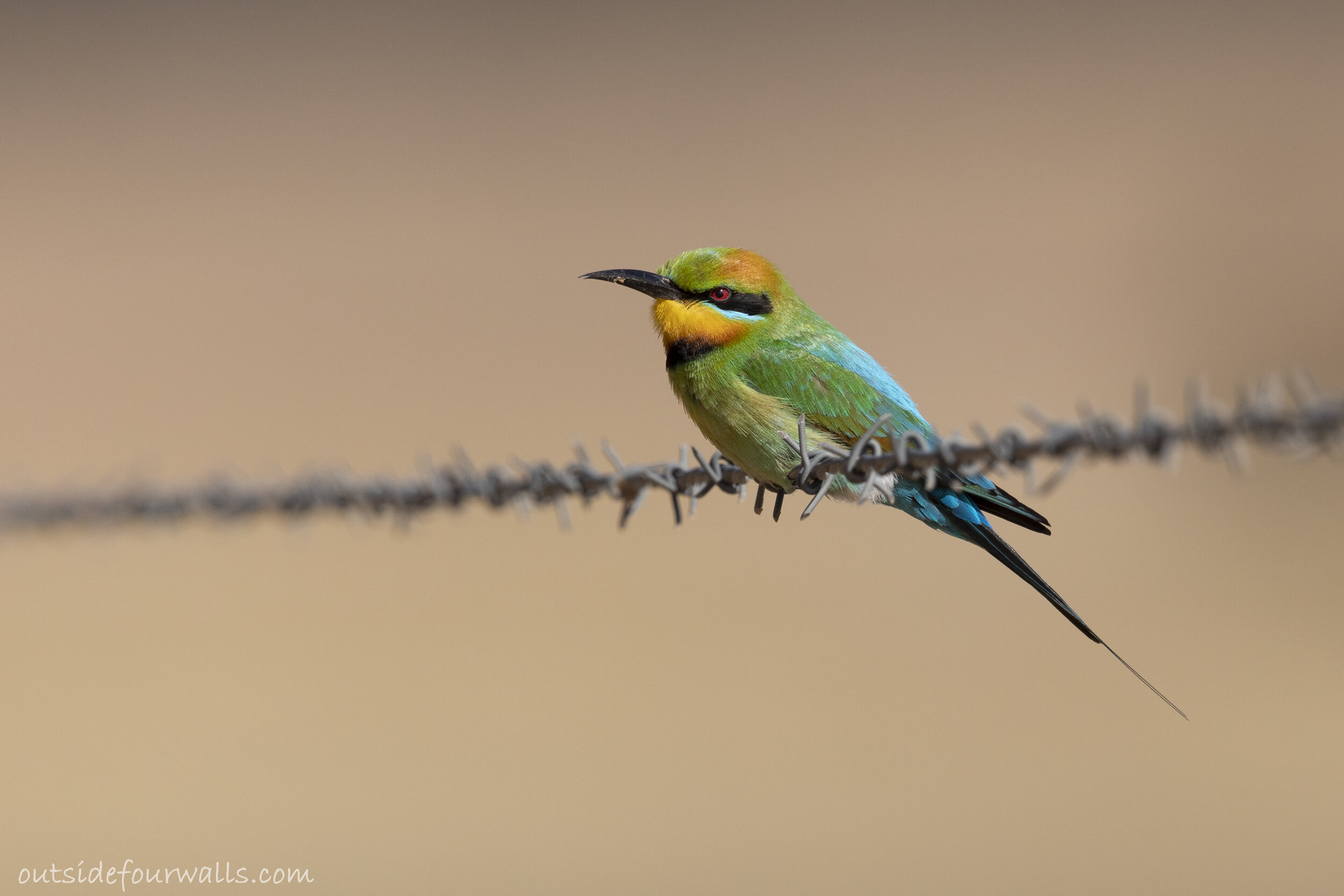 Rainbow Bee-eater (Merops ornatus)