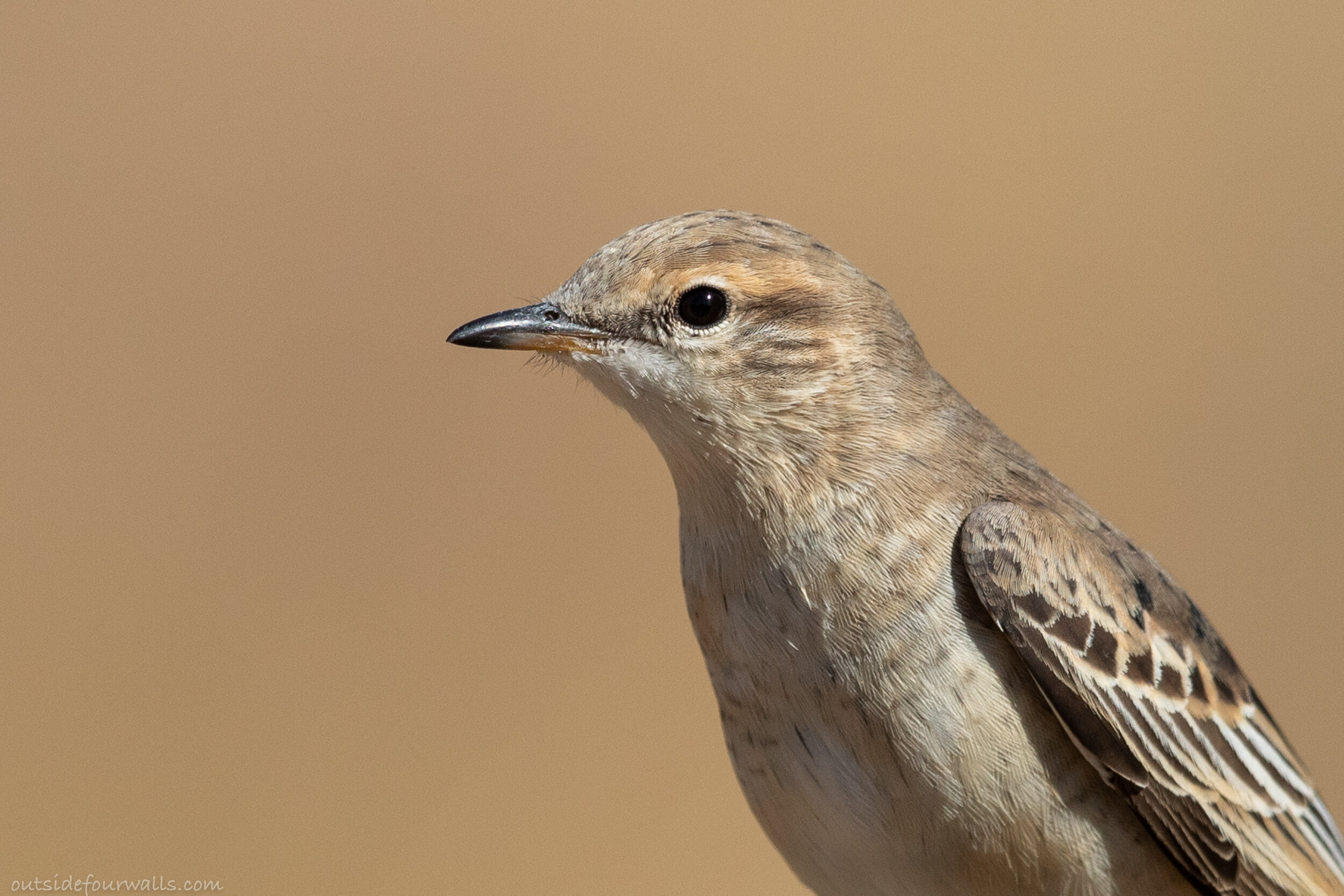 Female White-winged Triller (Lalage tricolor)