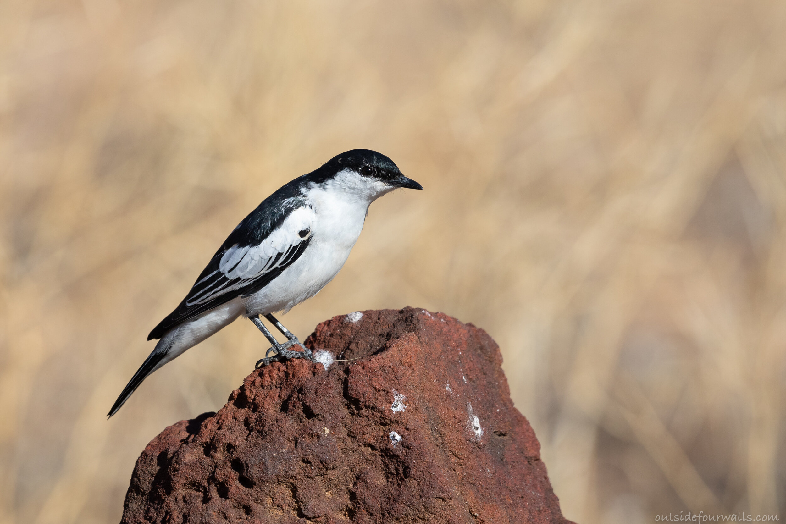 Male White-winged Triller (Lalage tricolor)