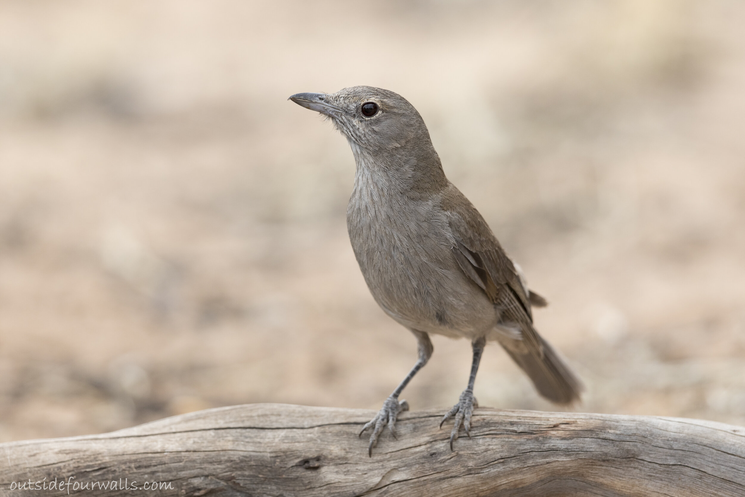 Female Grey Shrikethrush (Colluricincla harmonica)
