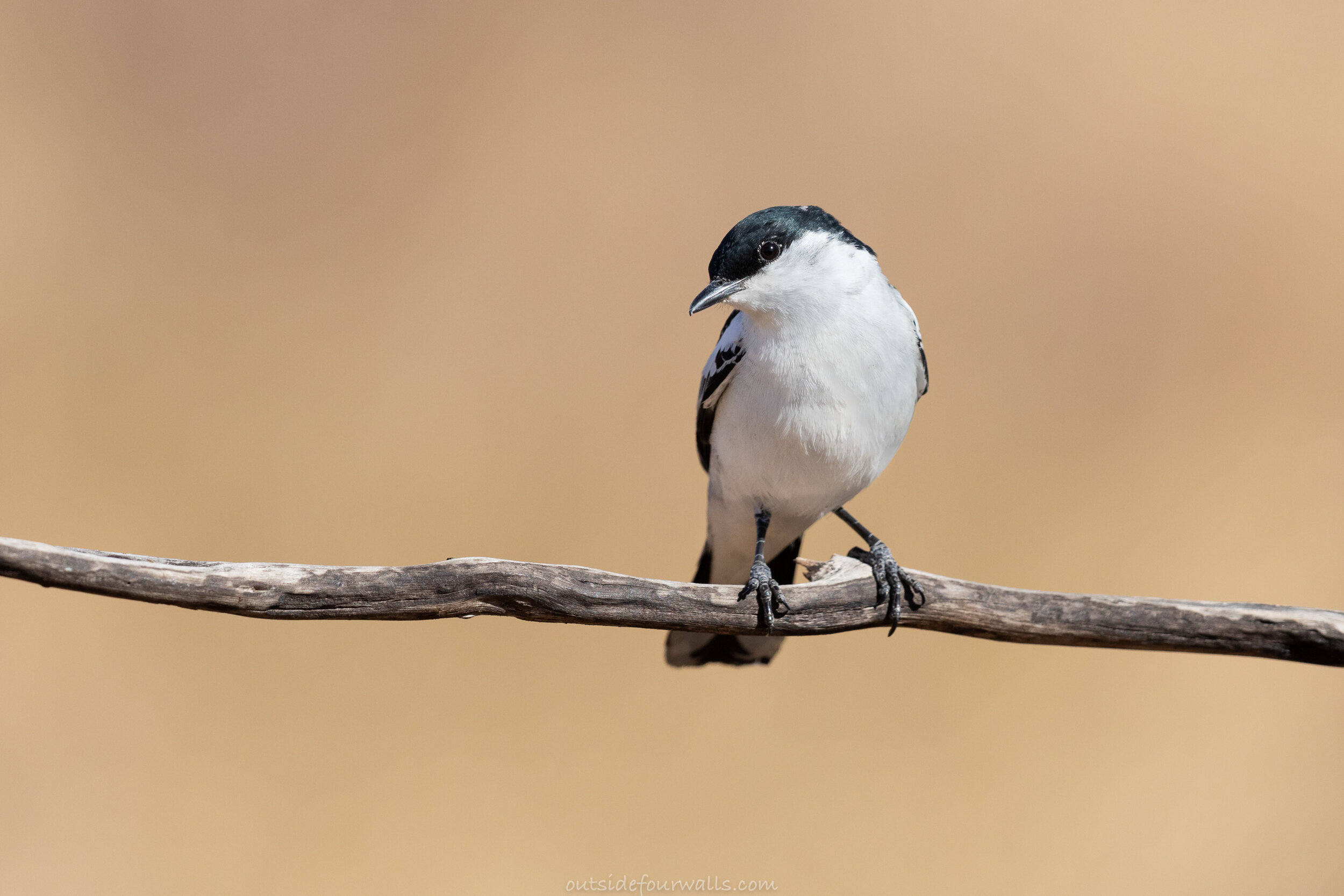 Male White-winged Triller (Lalage tricolor)