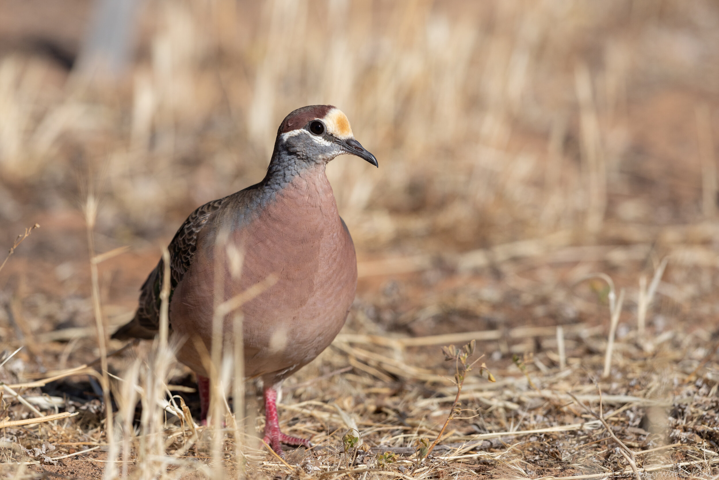Male Common Bronzewing (Phaps chalcoptera)