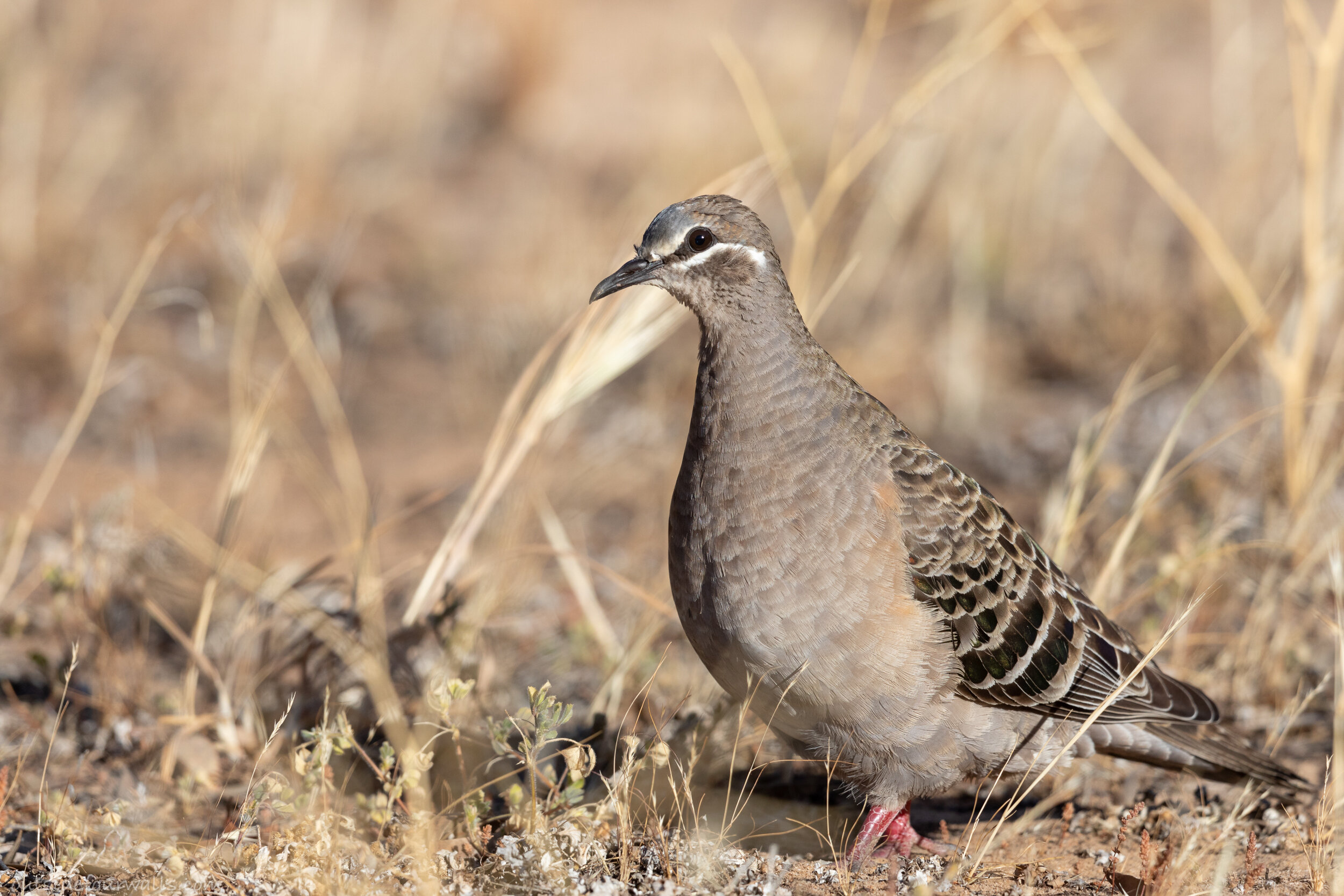 Female Common Bronzewing (Phaps chalcoptera)
