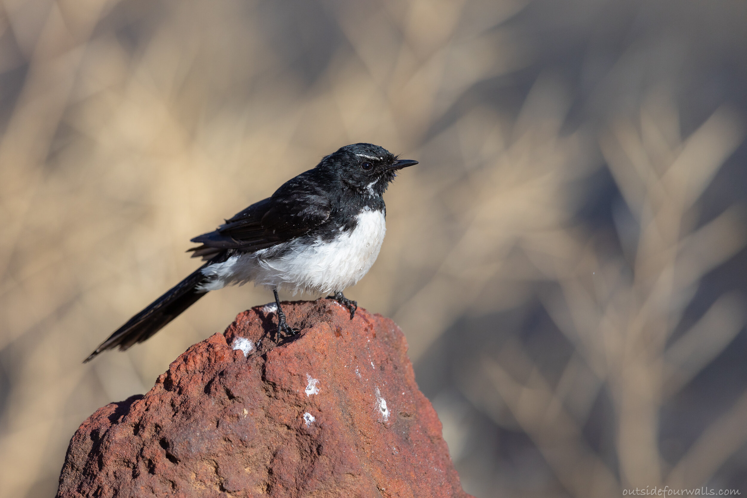 Willie Wagtail (Rhipidura leucophrys)