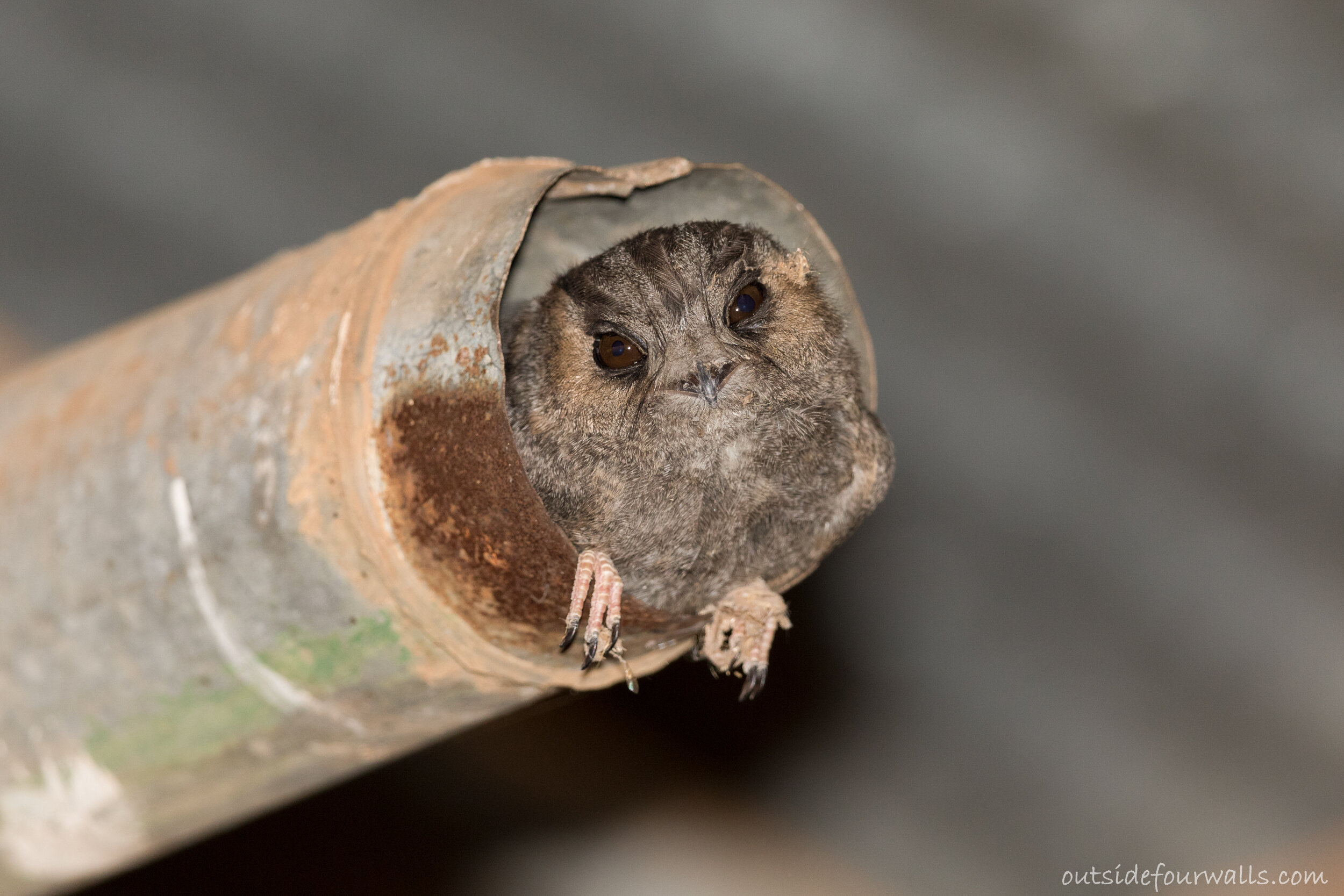 Australian Owlet-nightjar (Aegotheles cristatus)