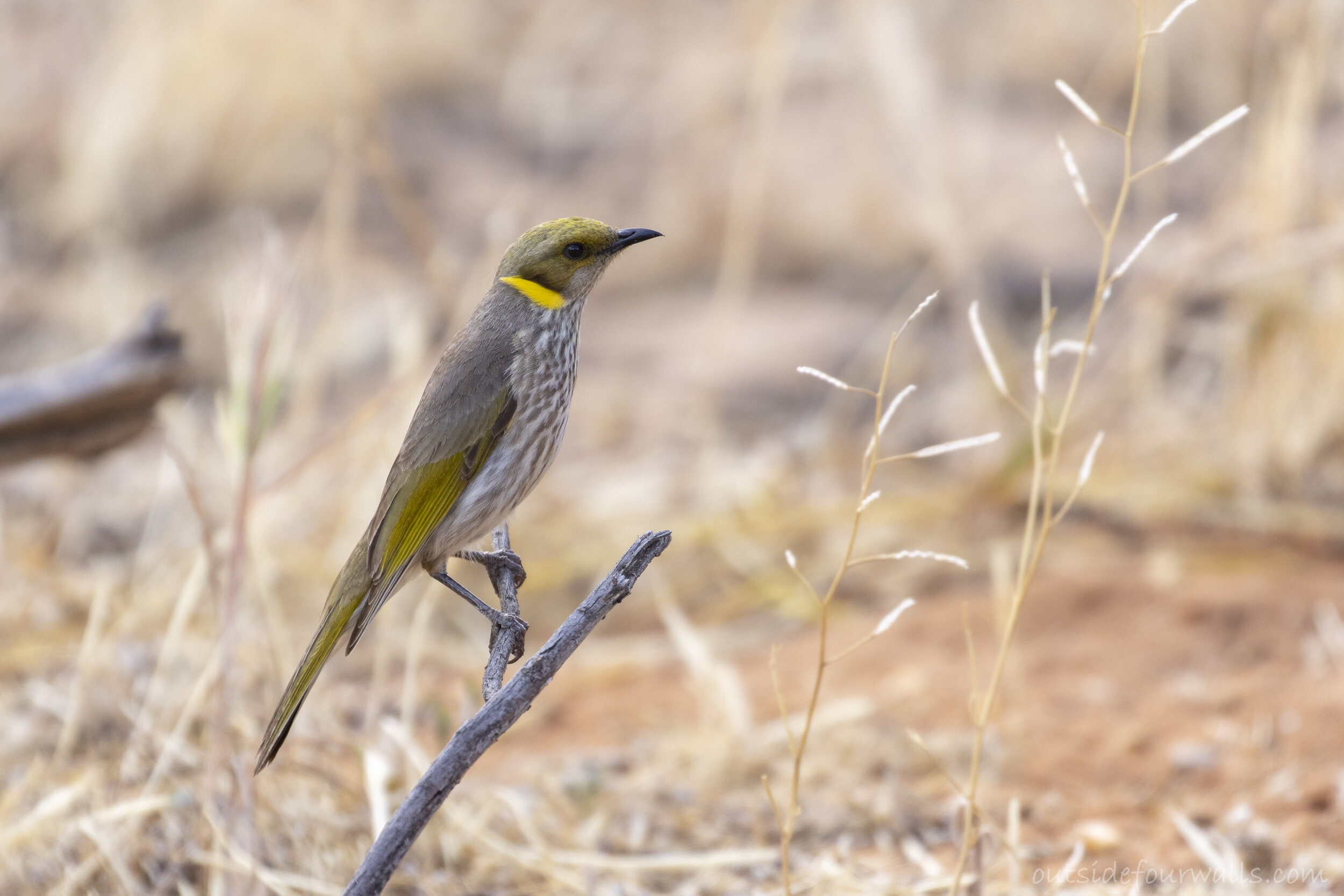 Yellow-plumed Honeyeater (Ptilotula ornata)