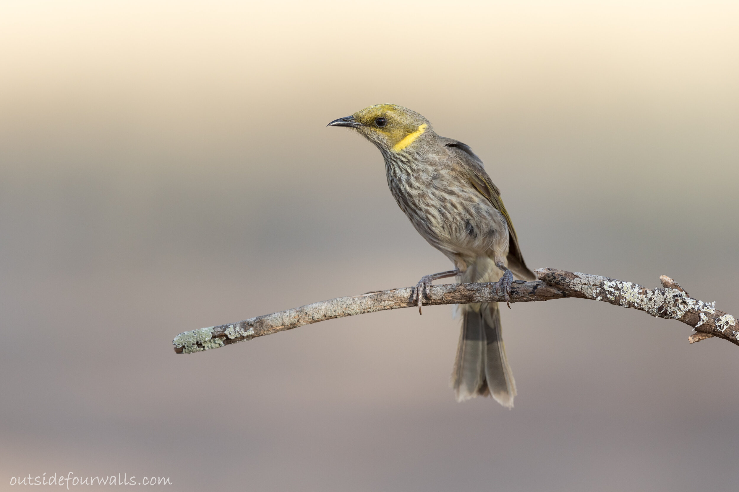 Yellow-plumed Honeyeater (Ptilotula ornata)